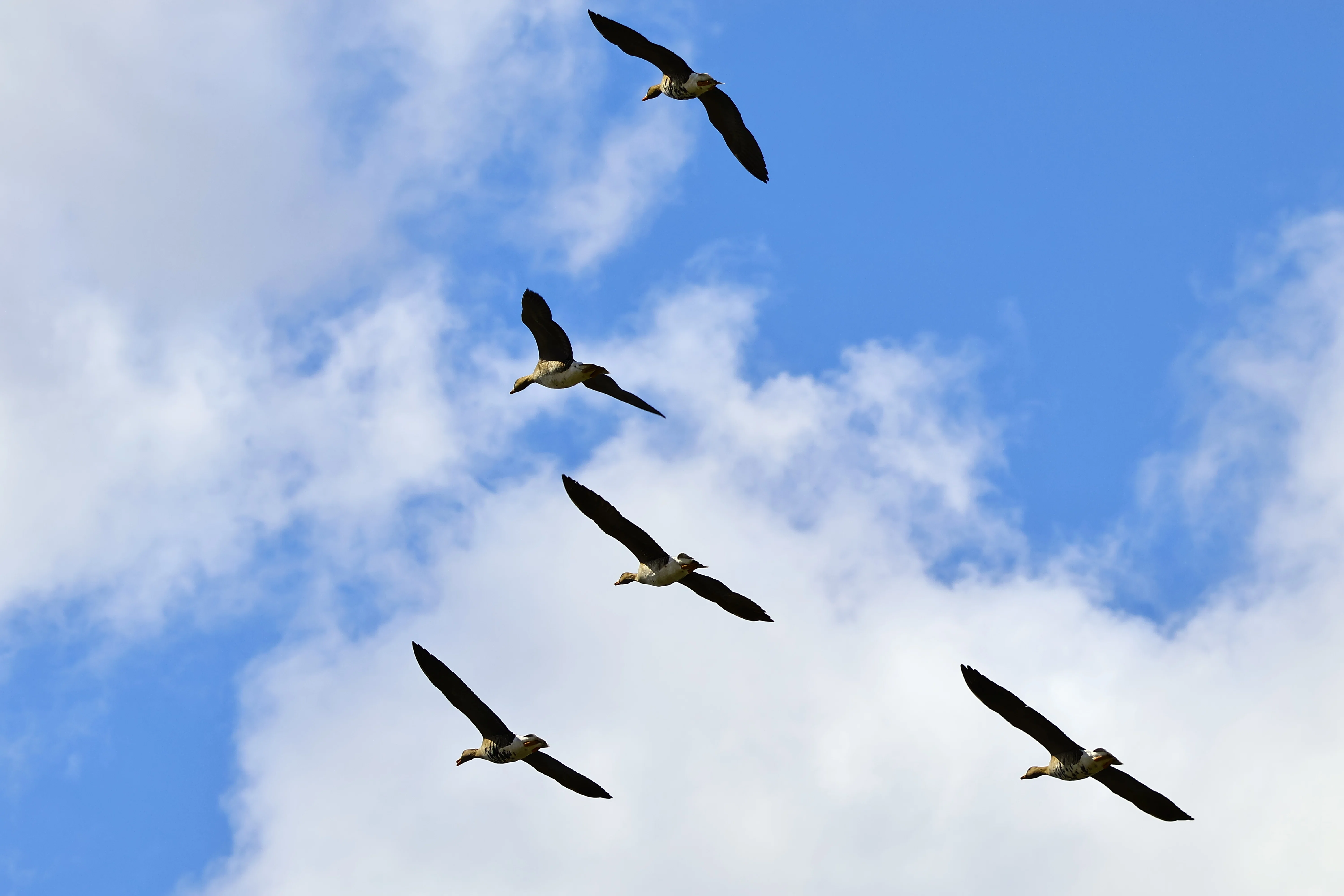 北帰行の前に。ここで休む渡り鳥たち。｜ネリ