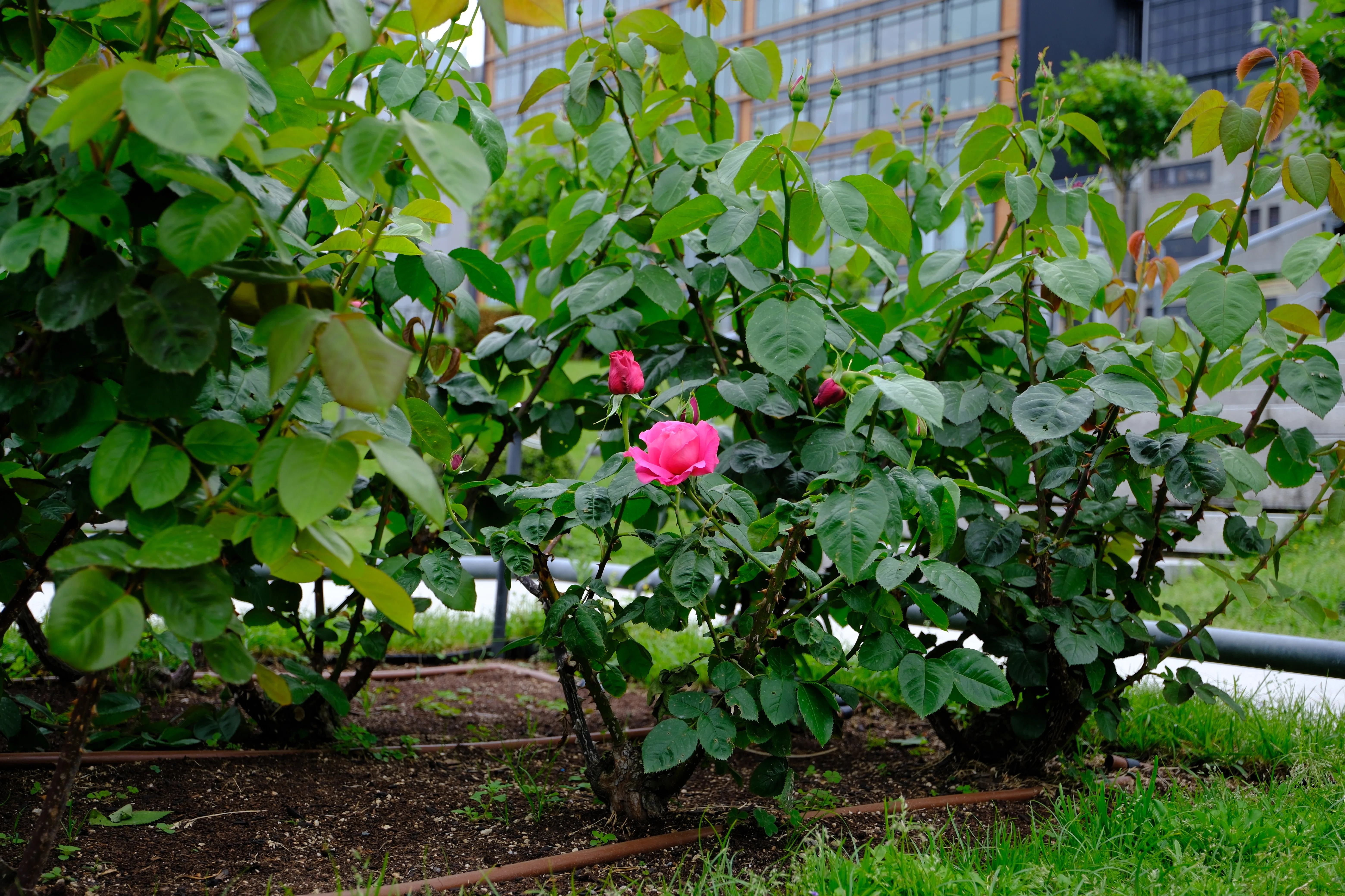📷X-T30III × 🌹中之島バラ園 ｜ 🇫🇷マリア・カラス｜ぱぽにゃん🌹🌳