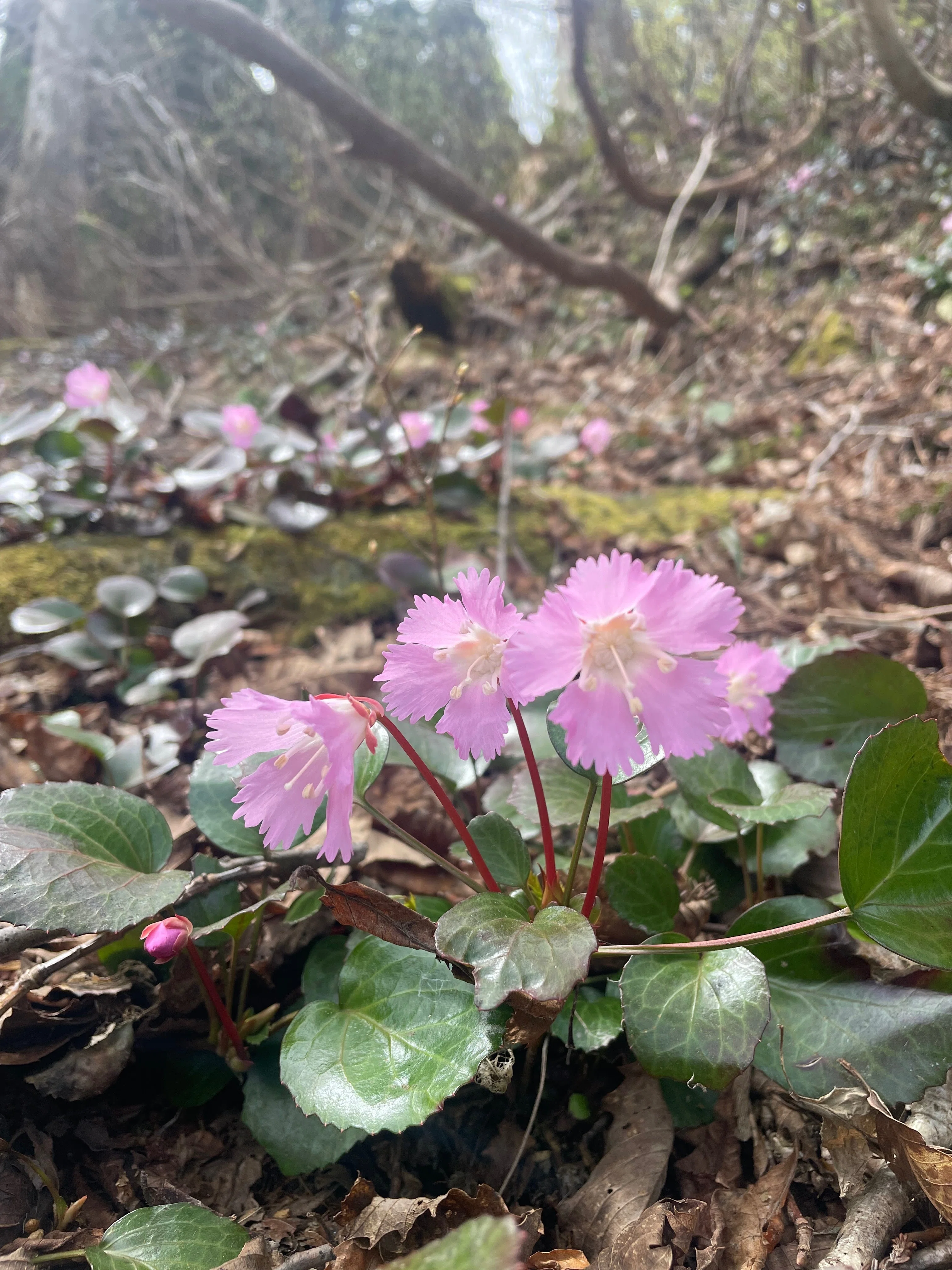In Search of Shortia uniflora｜松原尚之（まさゆき）