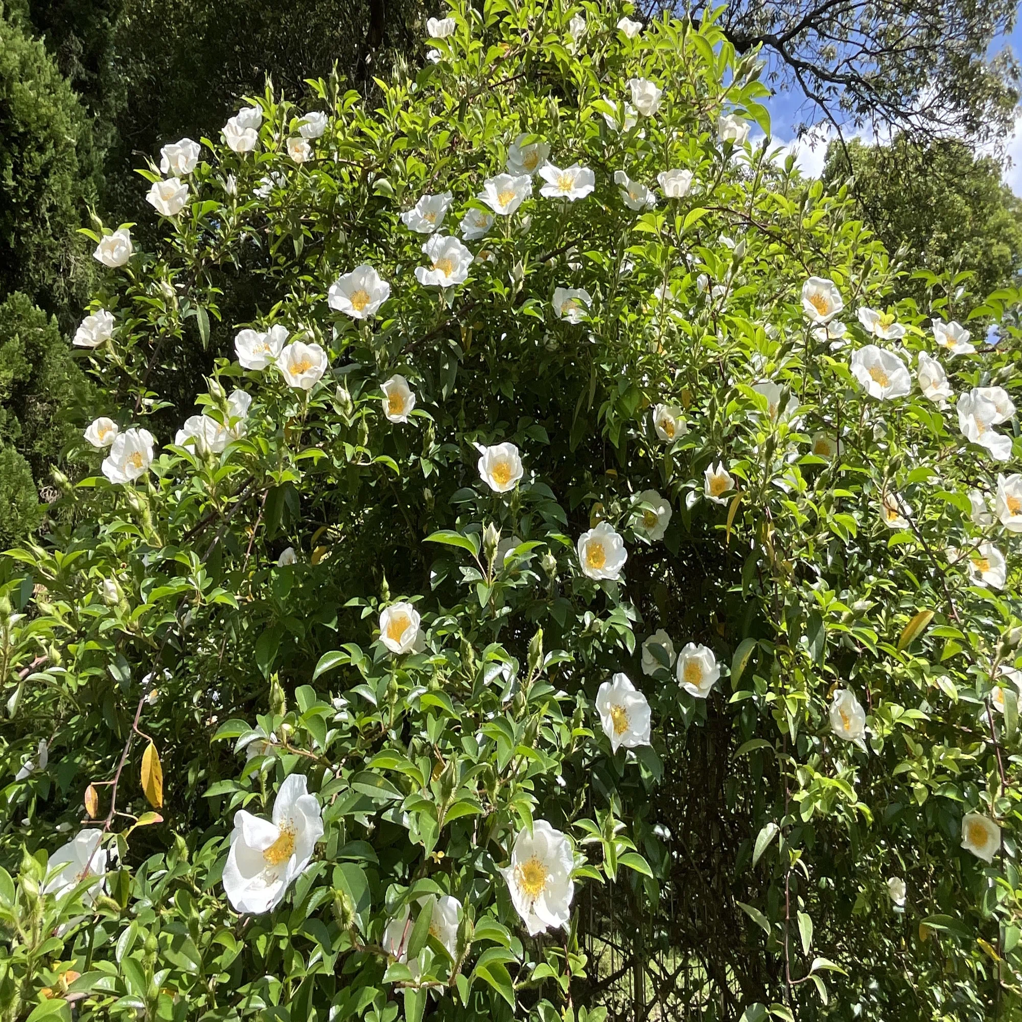 ナニワイバラ（京都府立植物園）：2026年4月25日（土）｜藤井秀昭 
