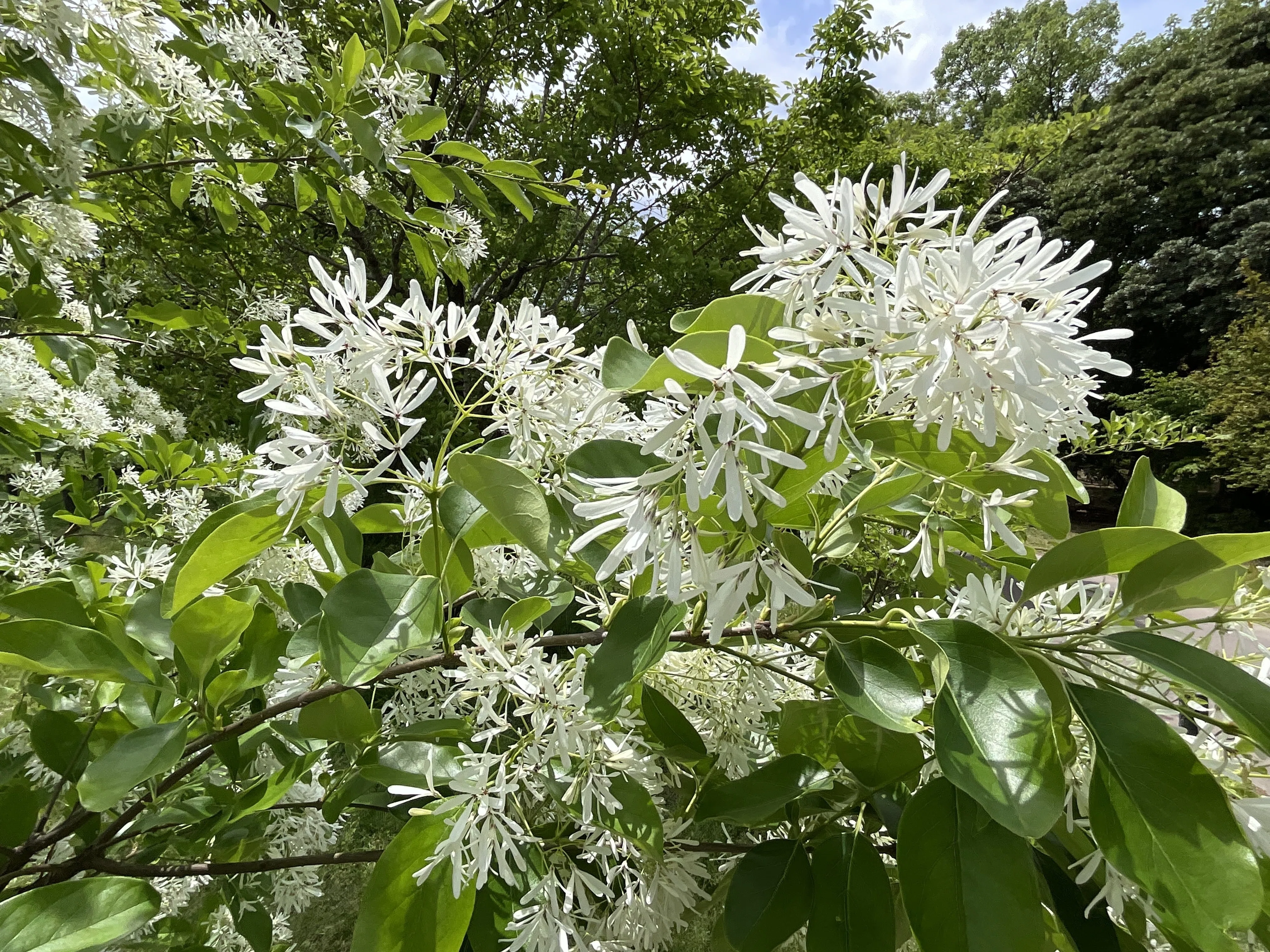 ヒトツバタゴ（ナンジャモンジャ）（京都府立植物園）：2026年4月24日