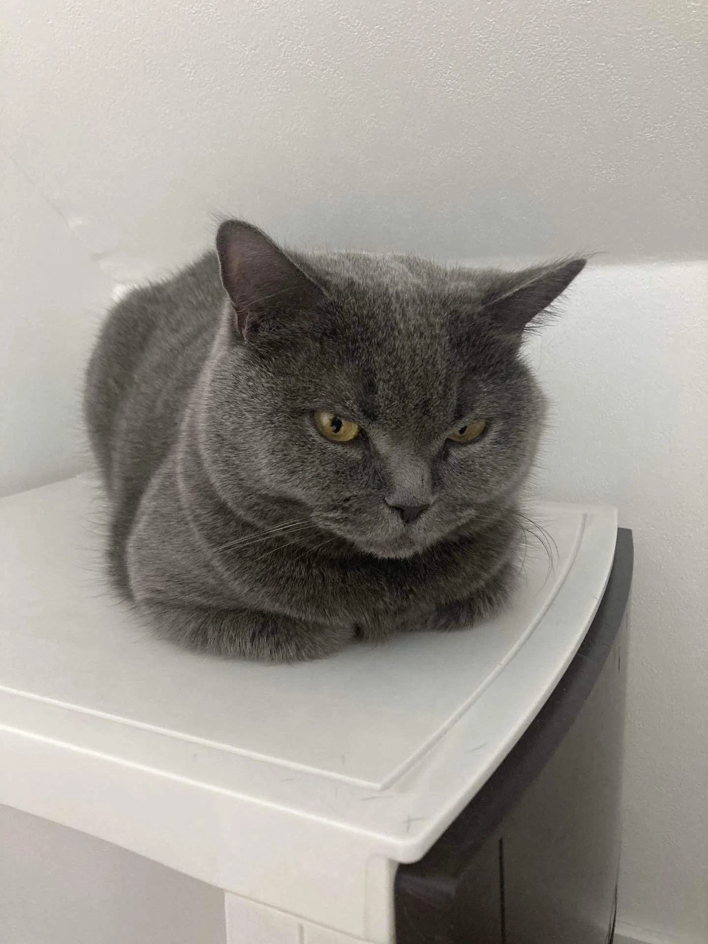 猫カフェに推し猫がいた話と、Beatcatsのレイラちゃんを推してる理由