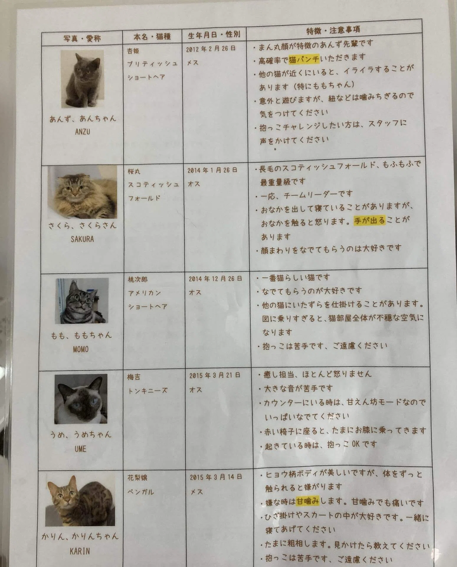 猫カフェに推し猫がいた話と、Beatcatsのレイラちゃんを推してる理由