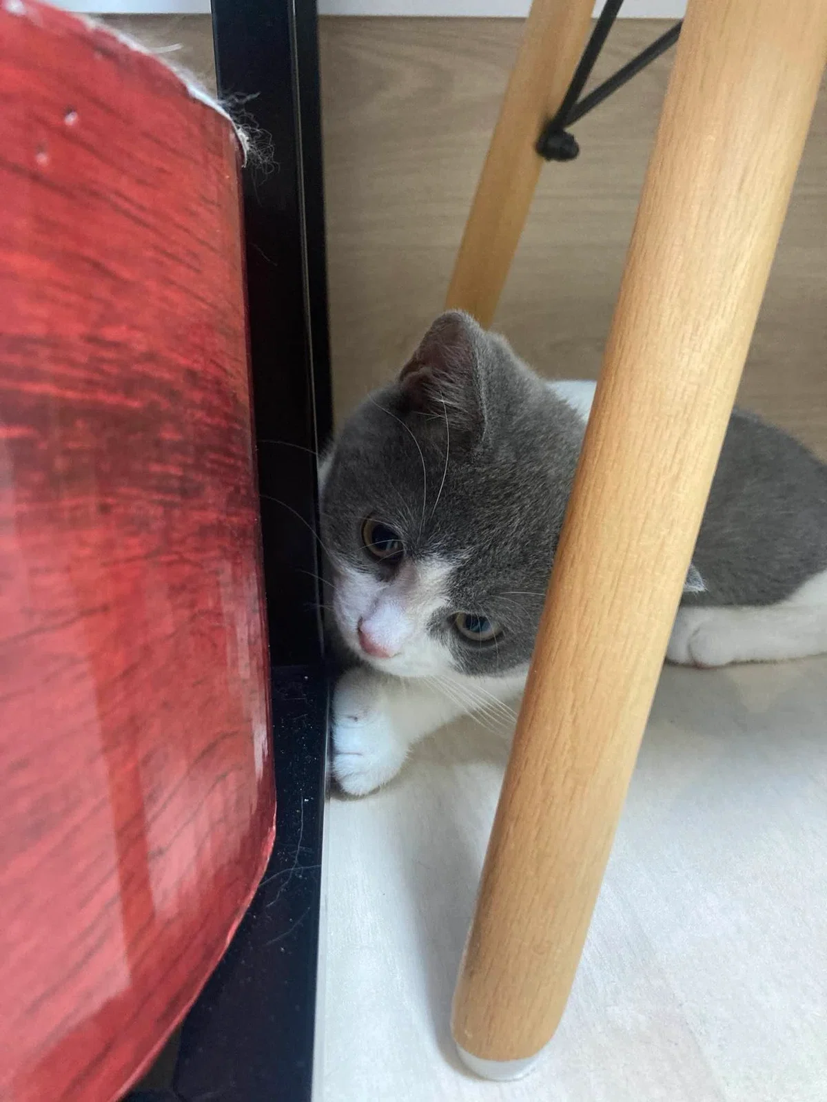 猫カフェに推し猫がいた話と、Beatcatsのレイラちゃんを推してる理由