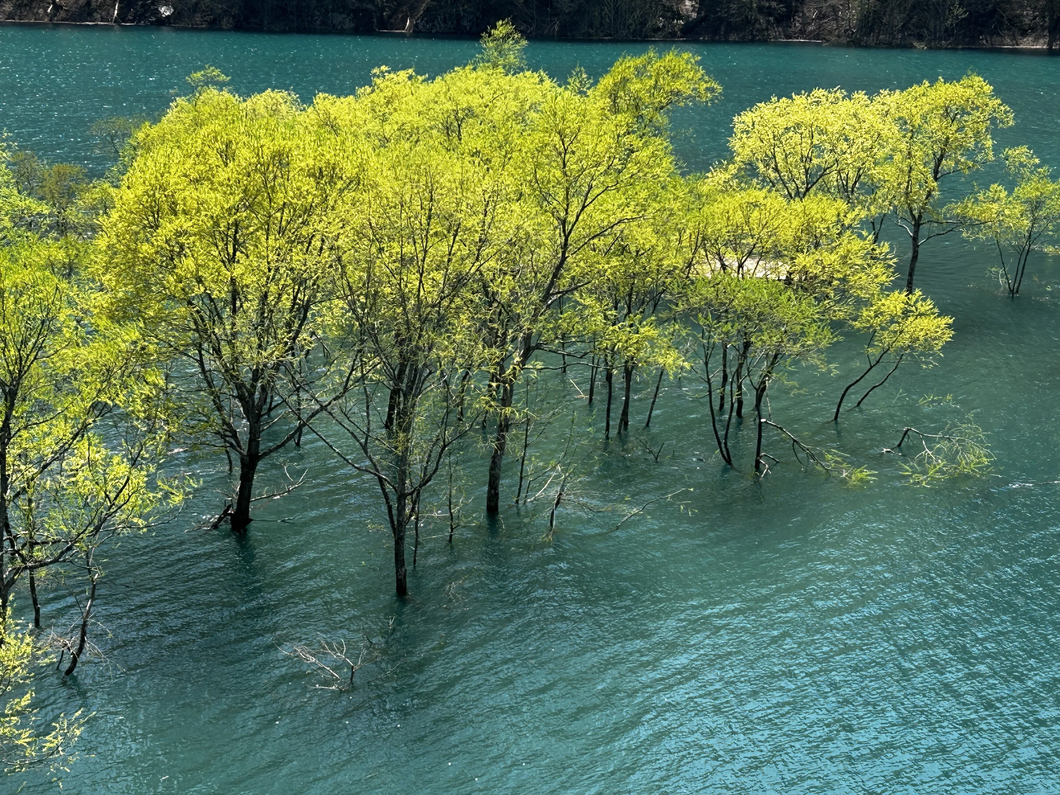 秋田秋扇湖。瑠璃色の湖面に浮かぶ水没林｜久居