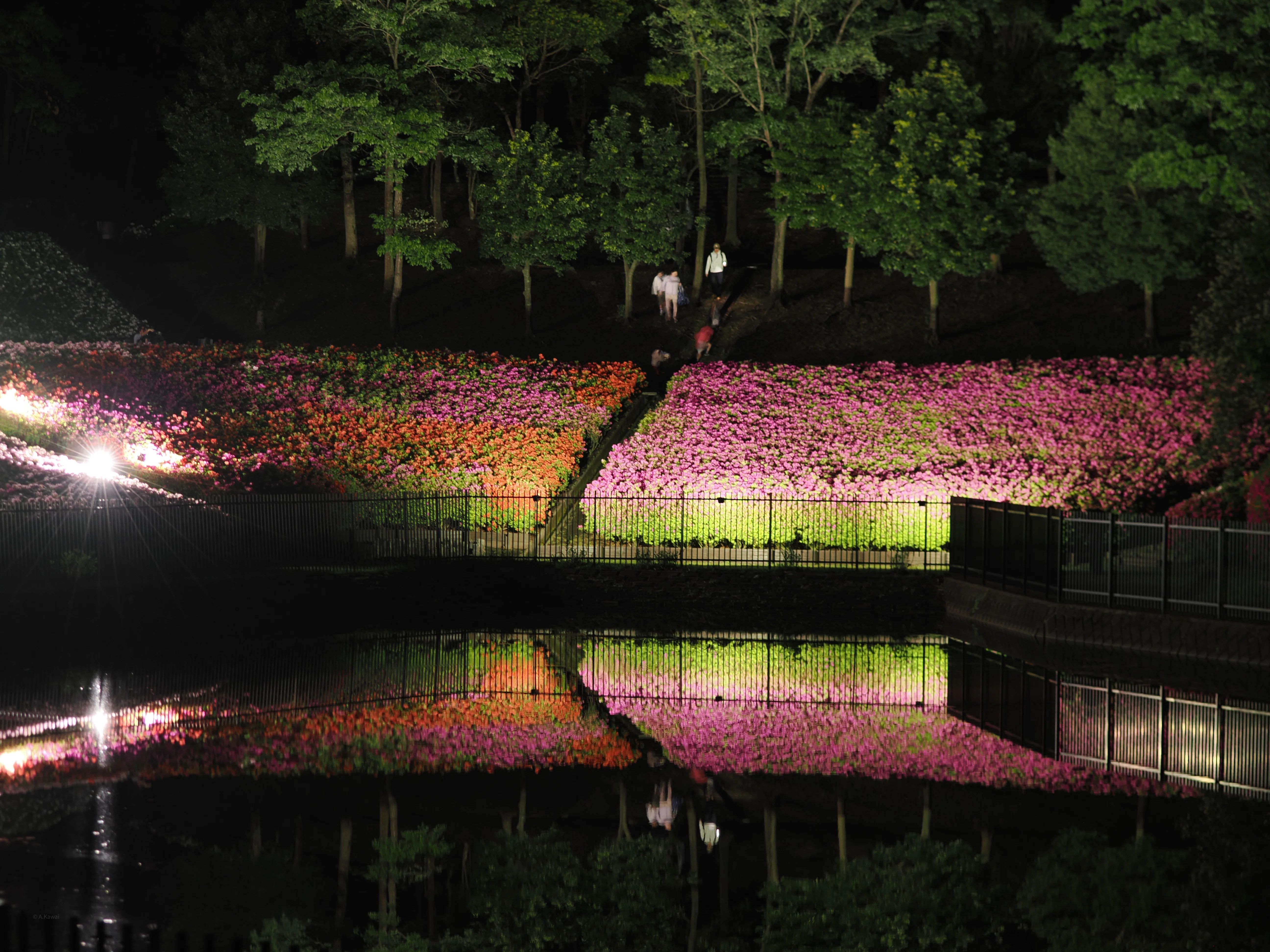 春の速度を追いかけて。桜からつつじへ、そして光へ：あつぎつつじの丘