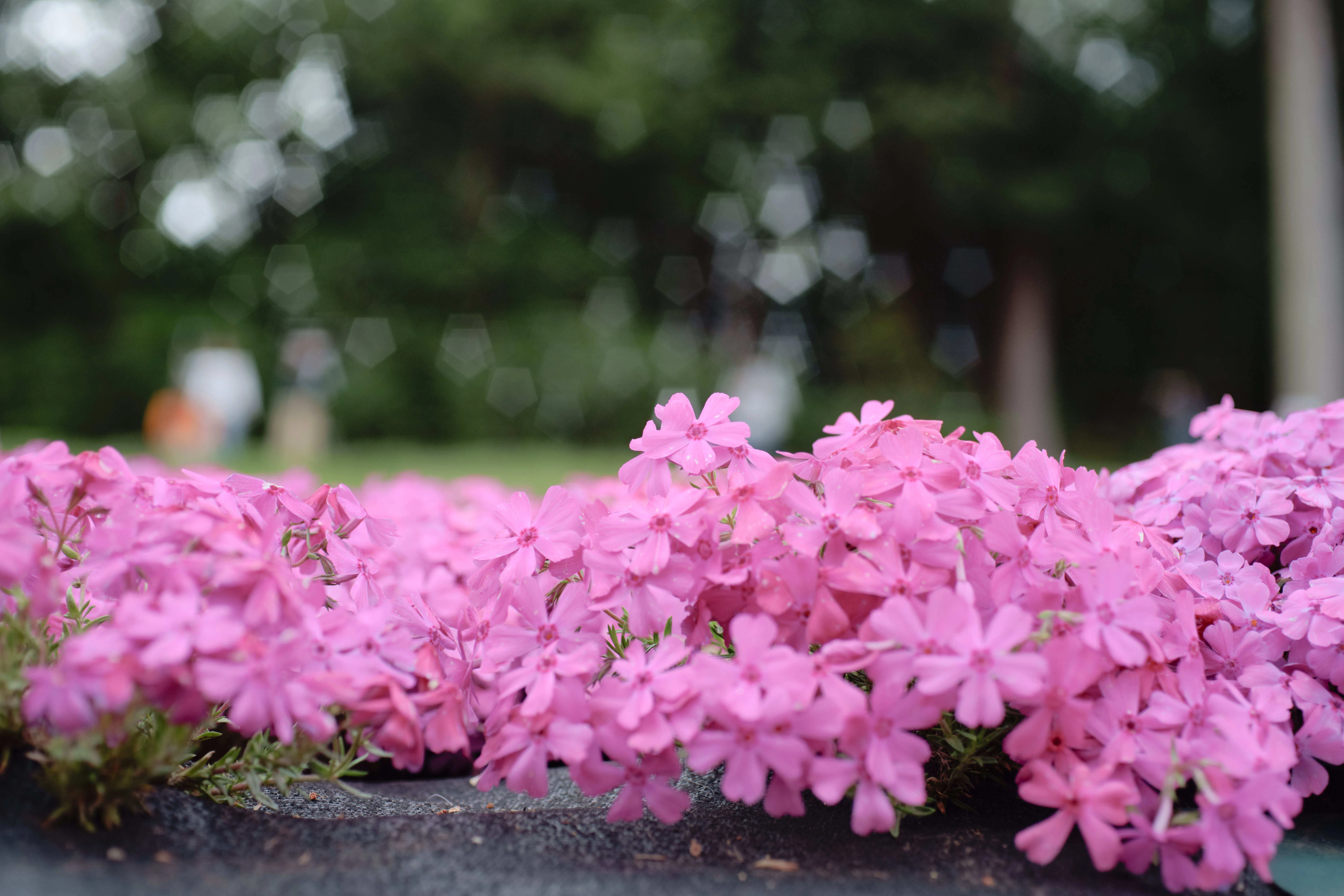 レンズレビュー】COSMICAR / PENTAX YF5028(50mm F2.8 MACRO)｜K2SND