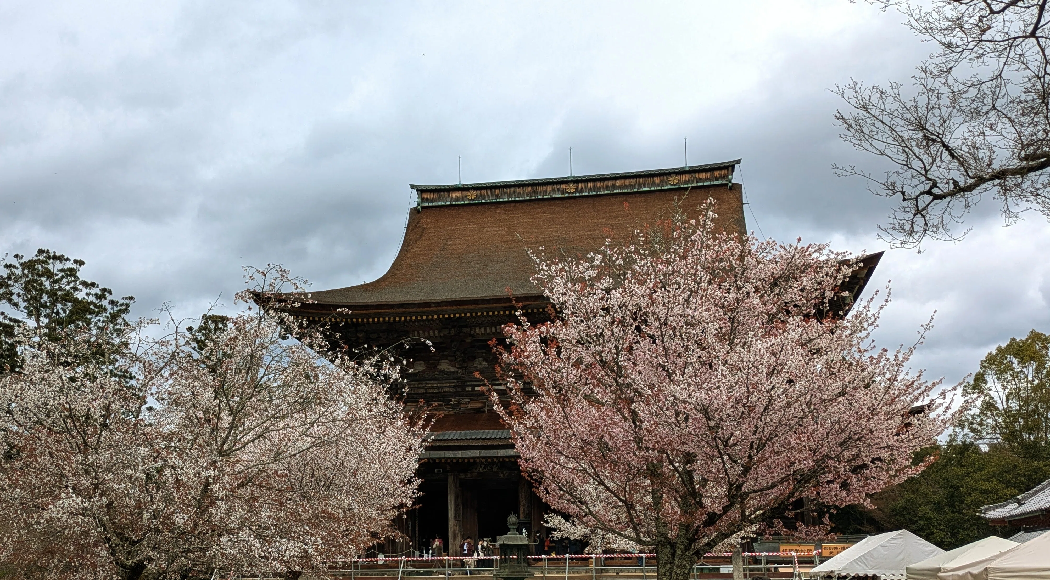 吉野山の桜とさくら大仏｜渋滞を避けて楽しむひとつの方法｜慶鹿：Keika
