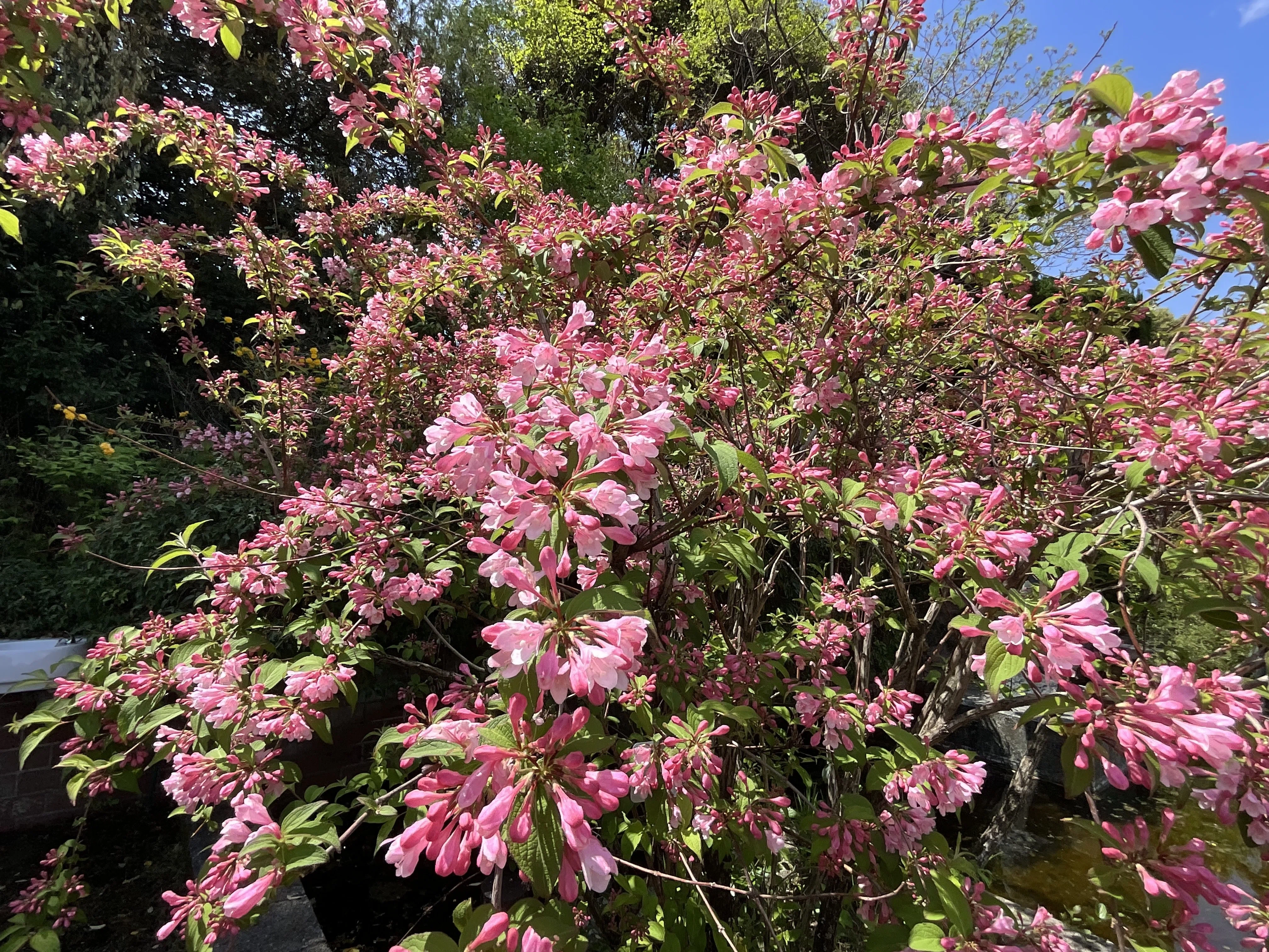 タニウツギ（京都府立植物園）：2026年4月26日（日）｜藤井秀昭