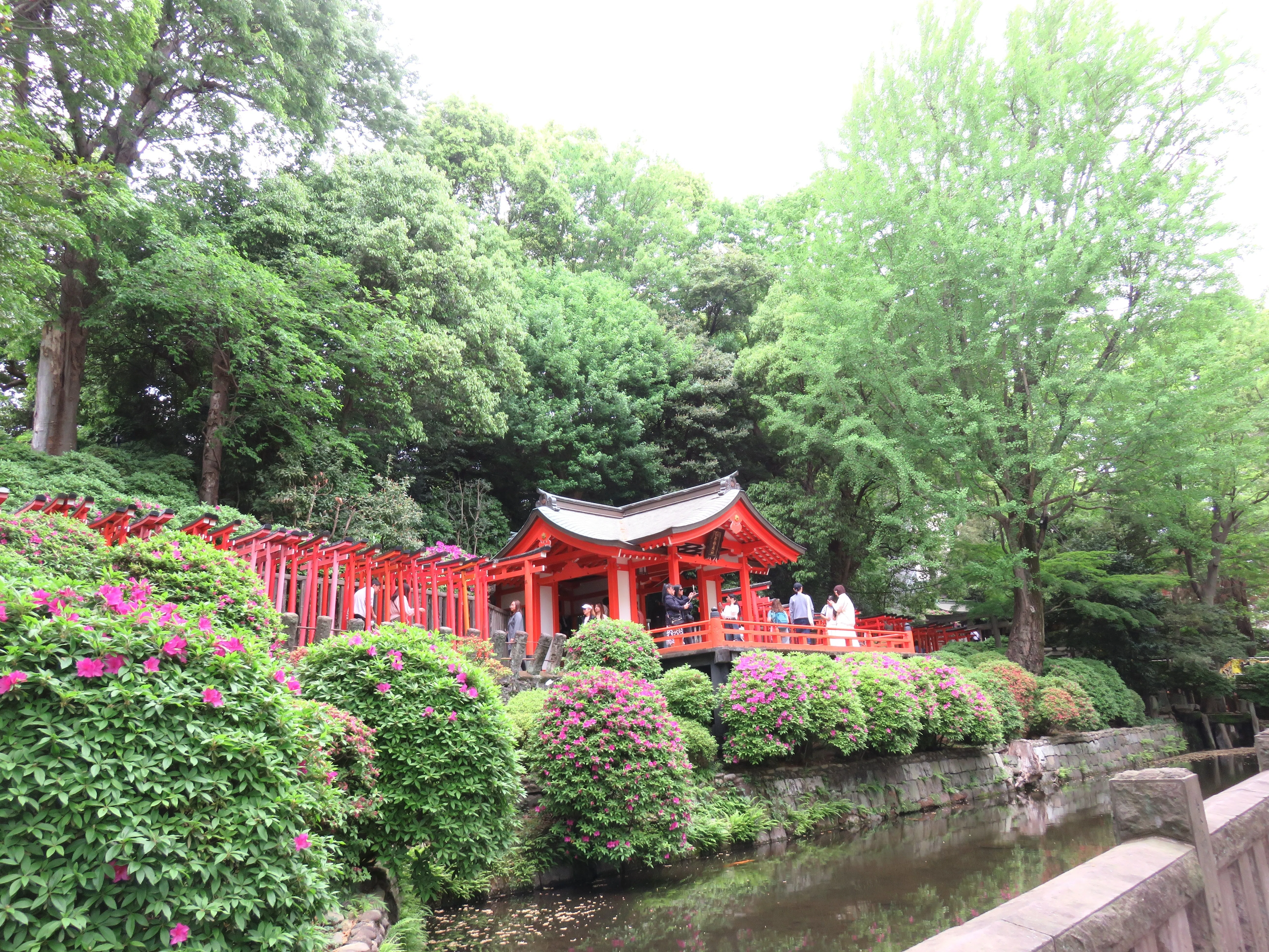 何度も来ていたのに、初めての場所だった。根津神社のツツジ｜花奈