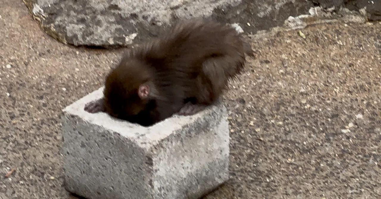 おさるのパンチくんに会いにいく22-市川市動植物園（千葉県）｜Solo