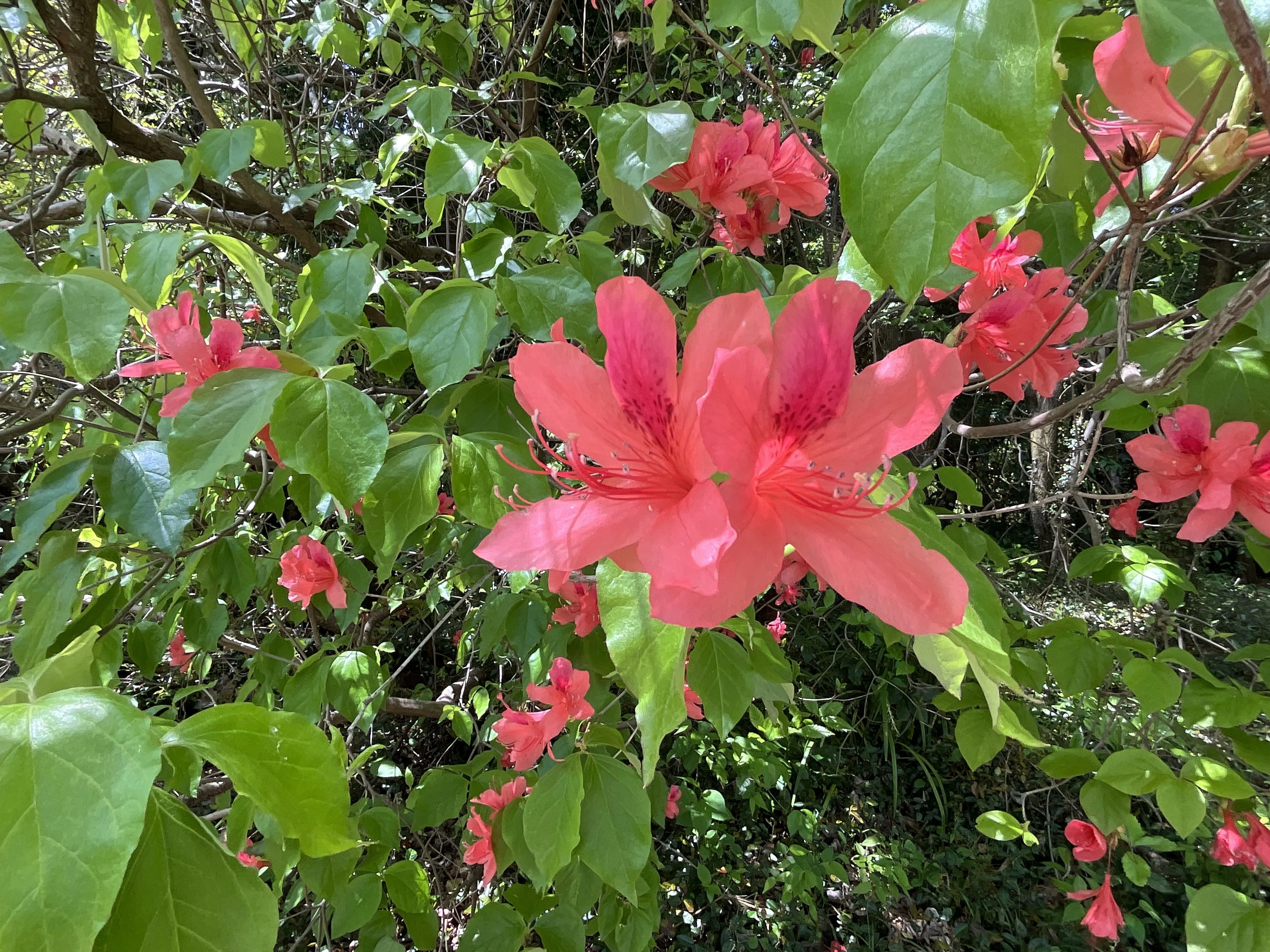 オンツツジ（京都府立植物園）：2026年4月26日（日）｜藤井秀昭