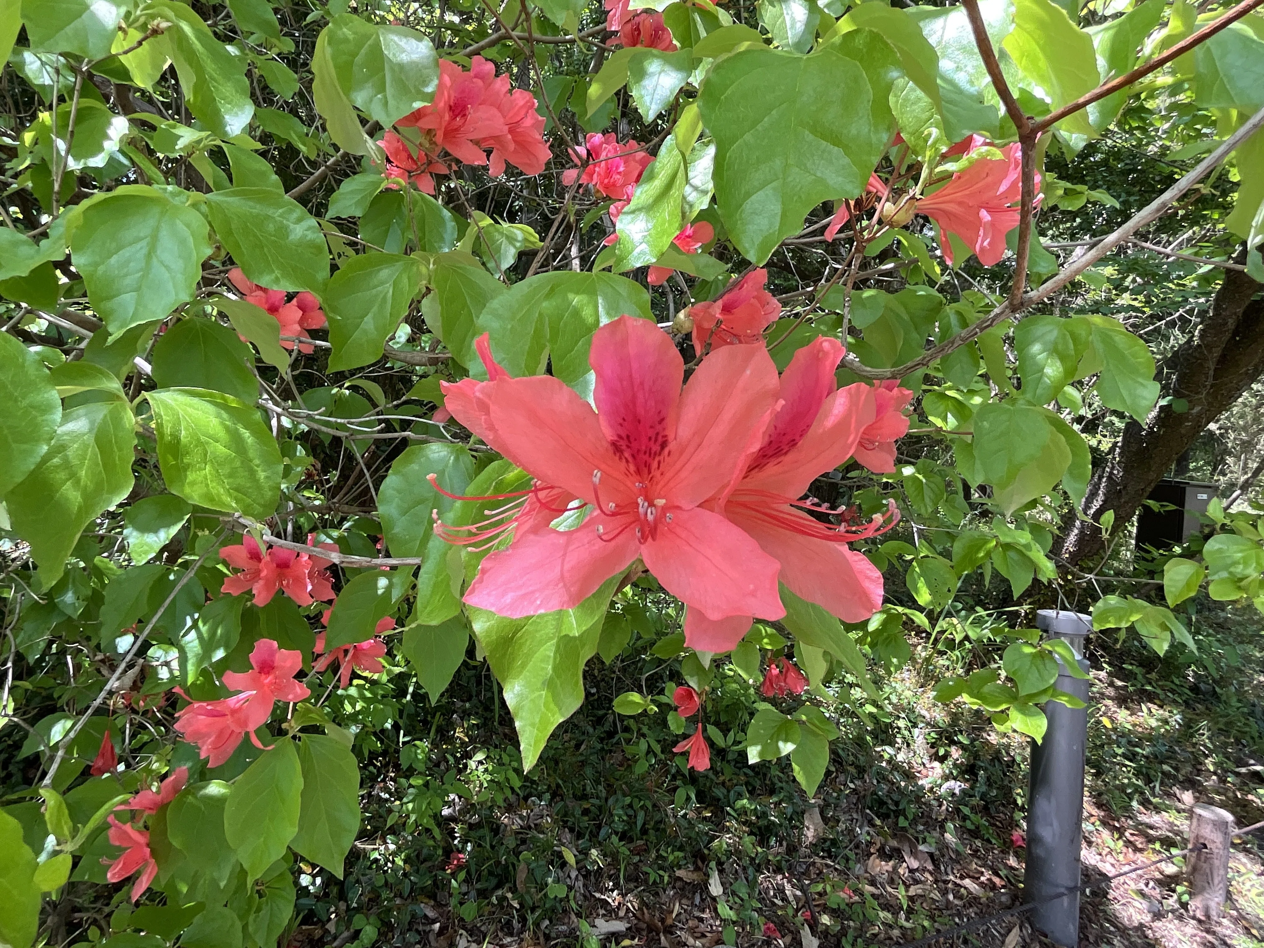 オンツツジ（京都府立植物園）：2026年4月26日（日）｜藤井秀昭