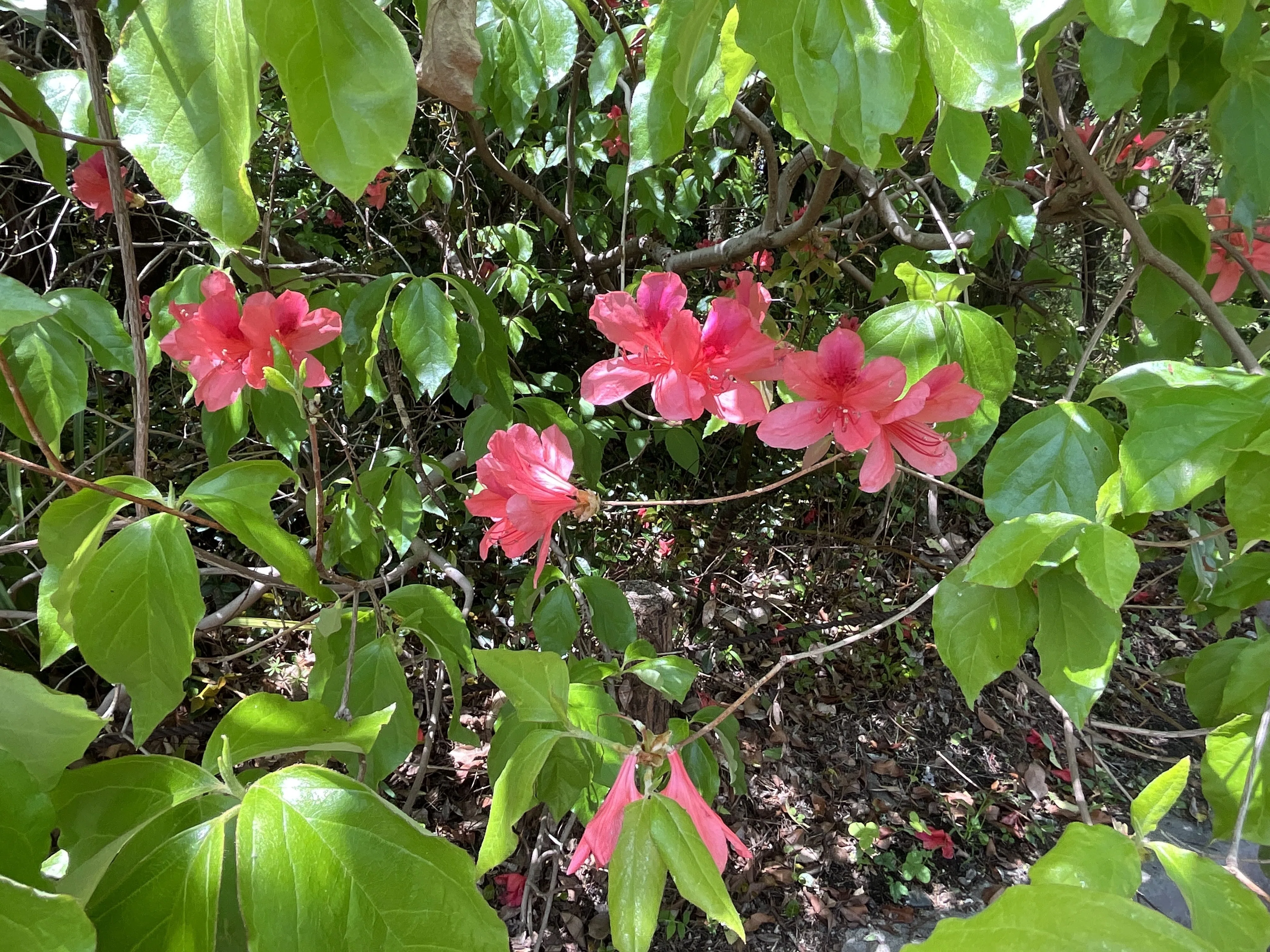 オンツツジ（京都府立植物園）：2026年4月26日（日）｜藤井秀昭