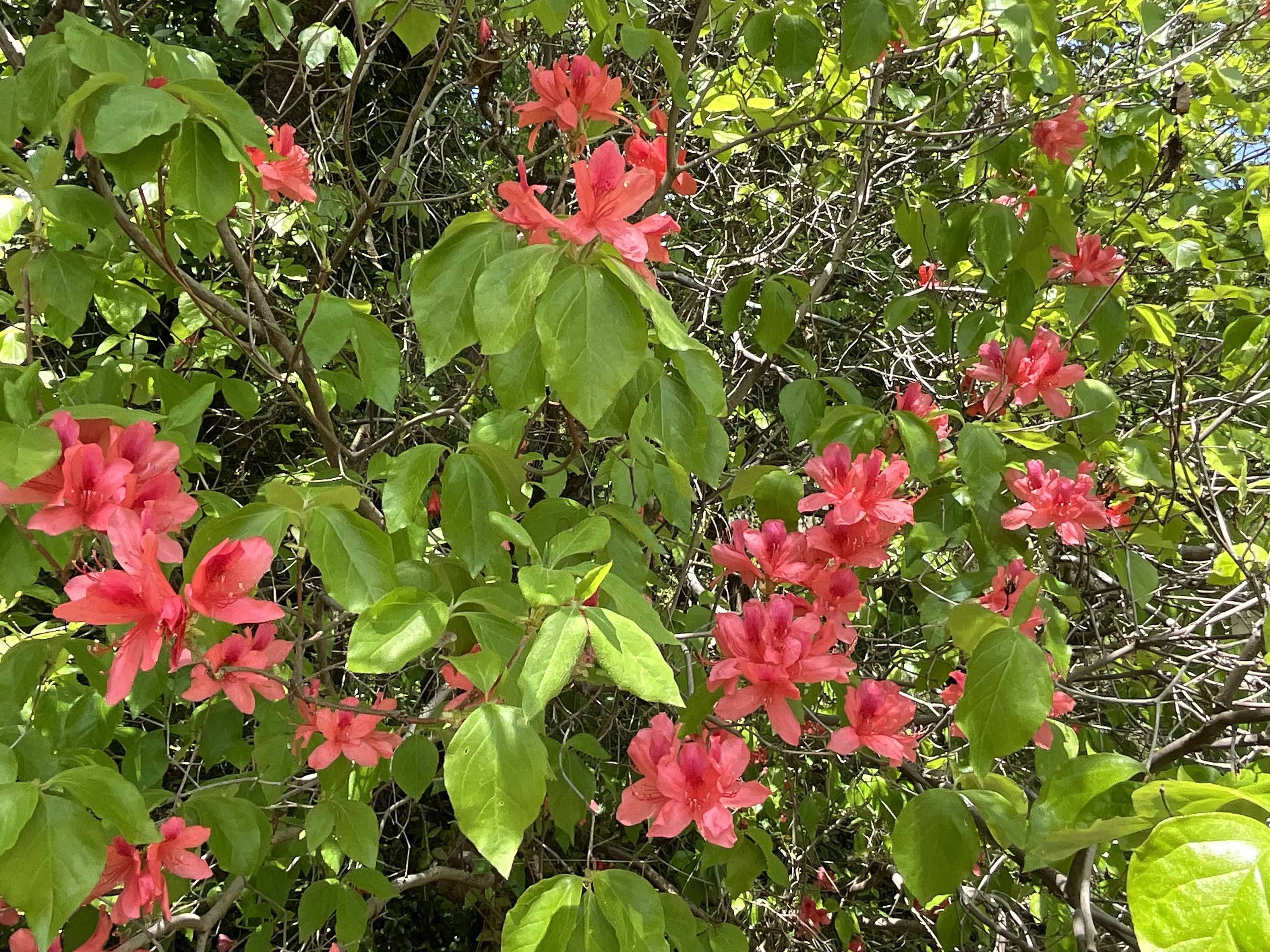 オンツツジ（京都府立植物園）：2026年4月26日（日）｜藤井秀昭