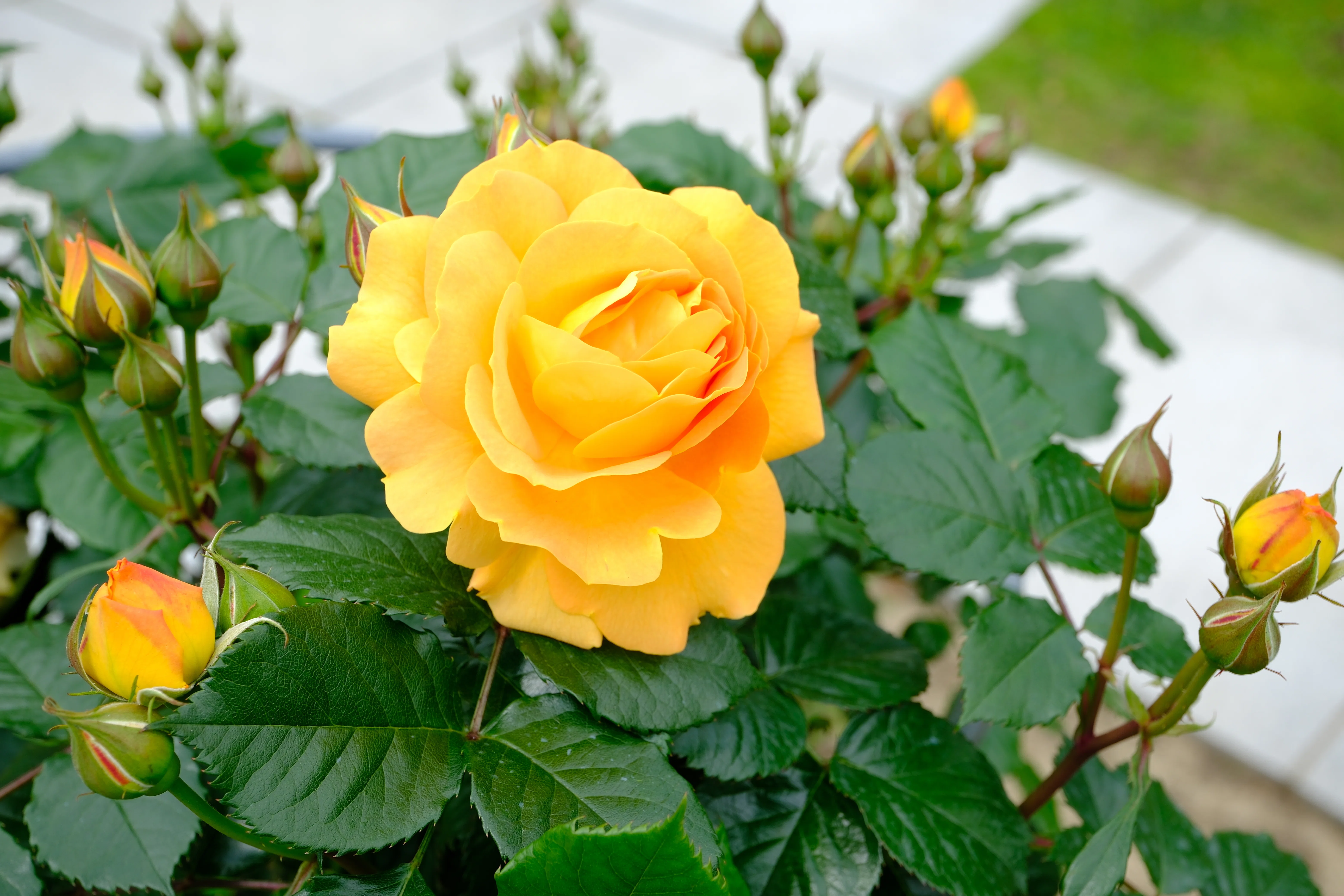📷X-T30III × 🌹中之島バラ園 ｜ 🇩🇪ゴルデルゼ｜ぱぽにゃん🌹薔薇を