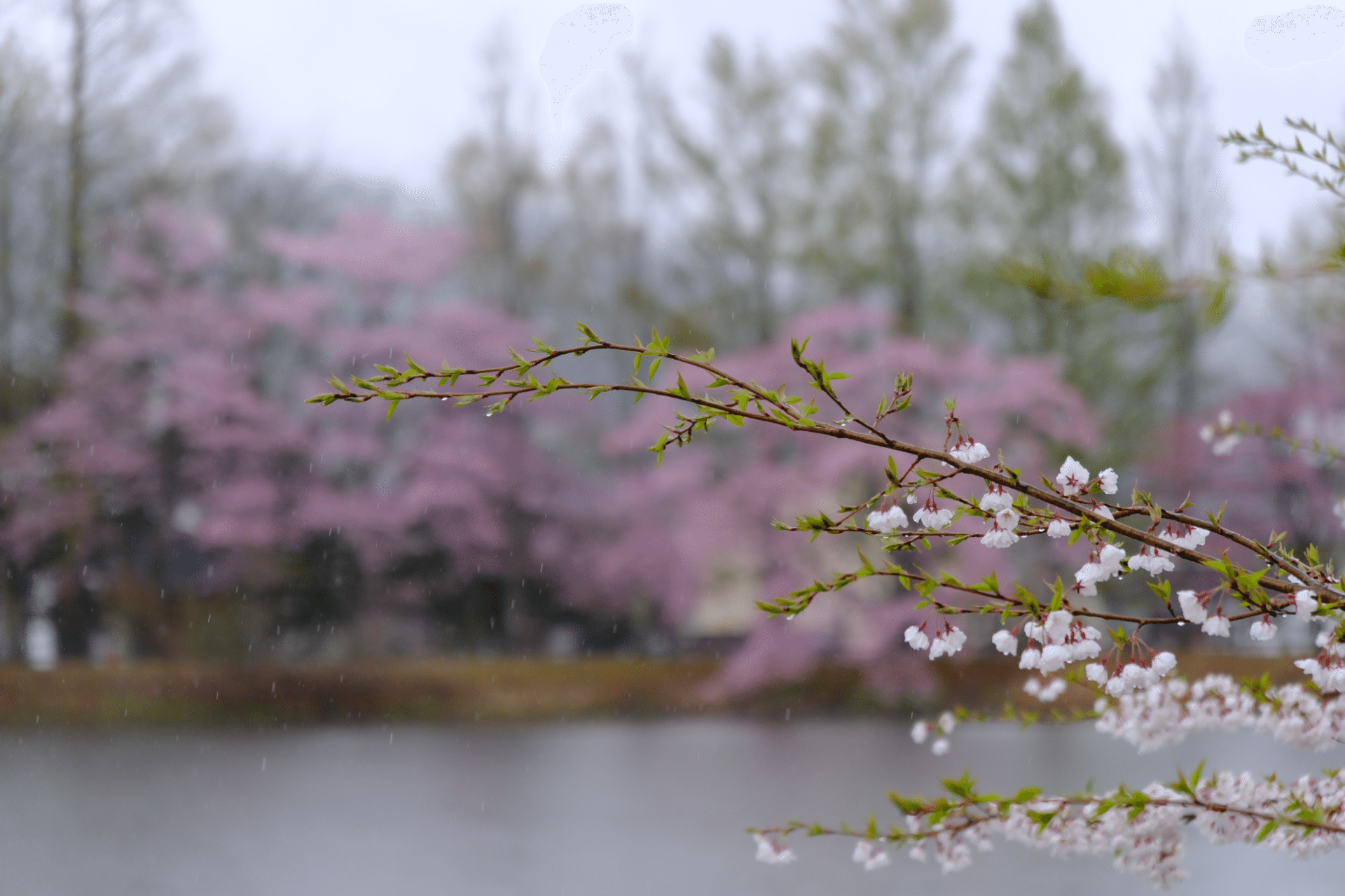 雨桜 雨の桜 写真素材 [5972524] - フォトライブラリー