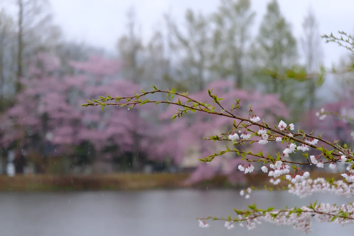 雨の日の桜｜nkym935
