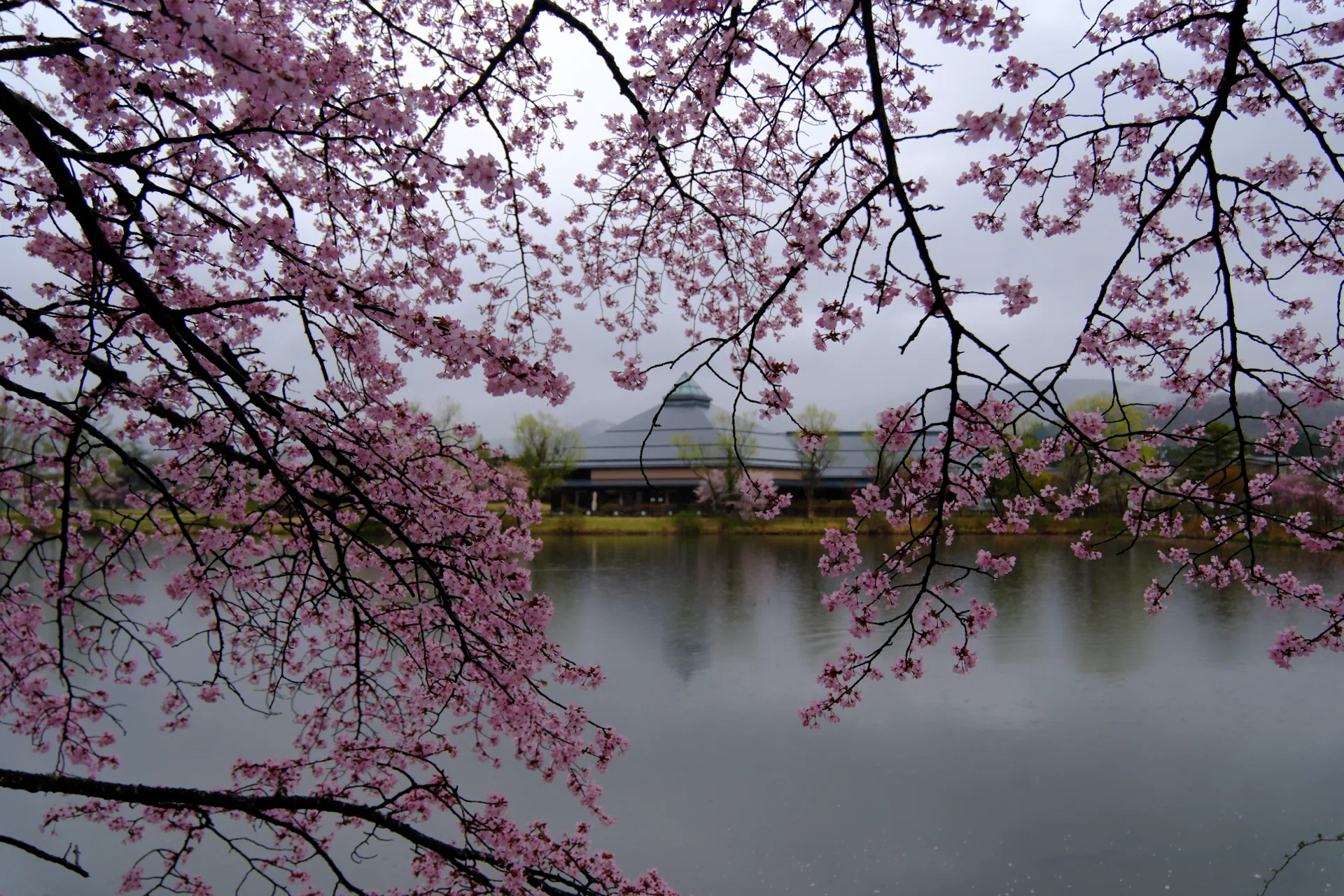 雨の日の桜｜nkym935