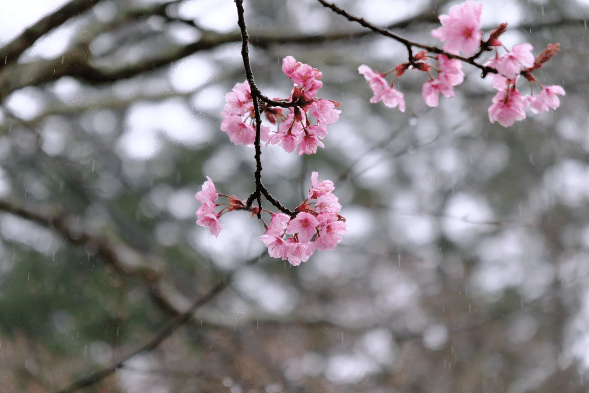 雨桜 雨の桜 写真素材 [5972524] - フォトライブラリー