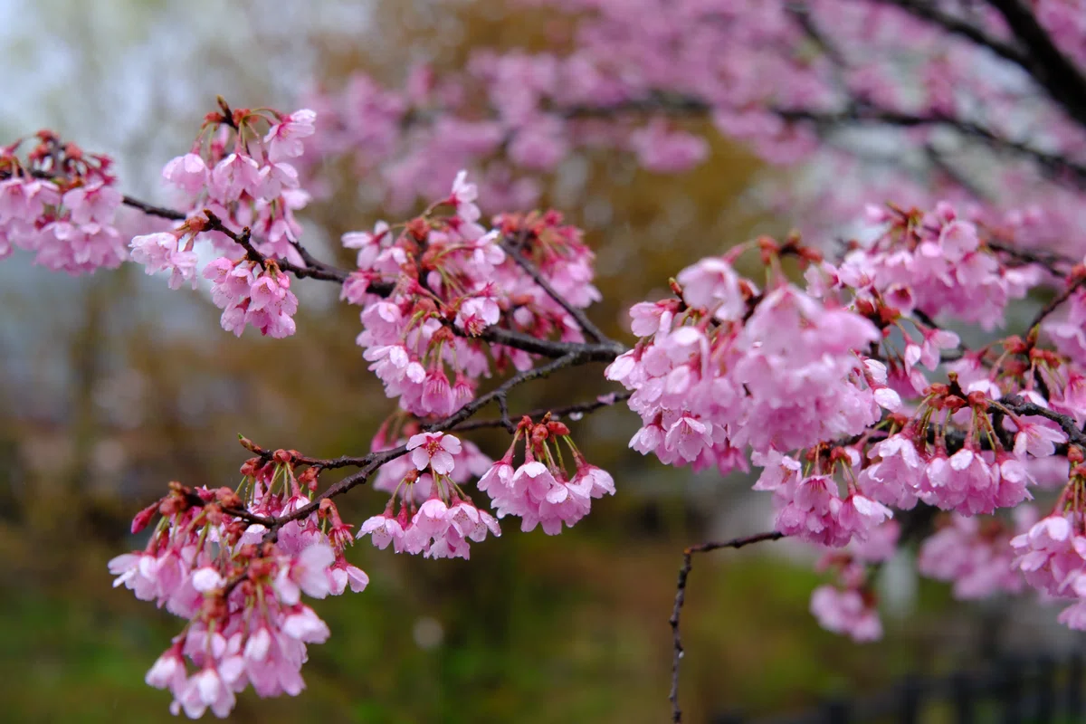 雨の日の桜｜nkym935