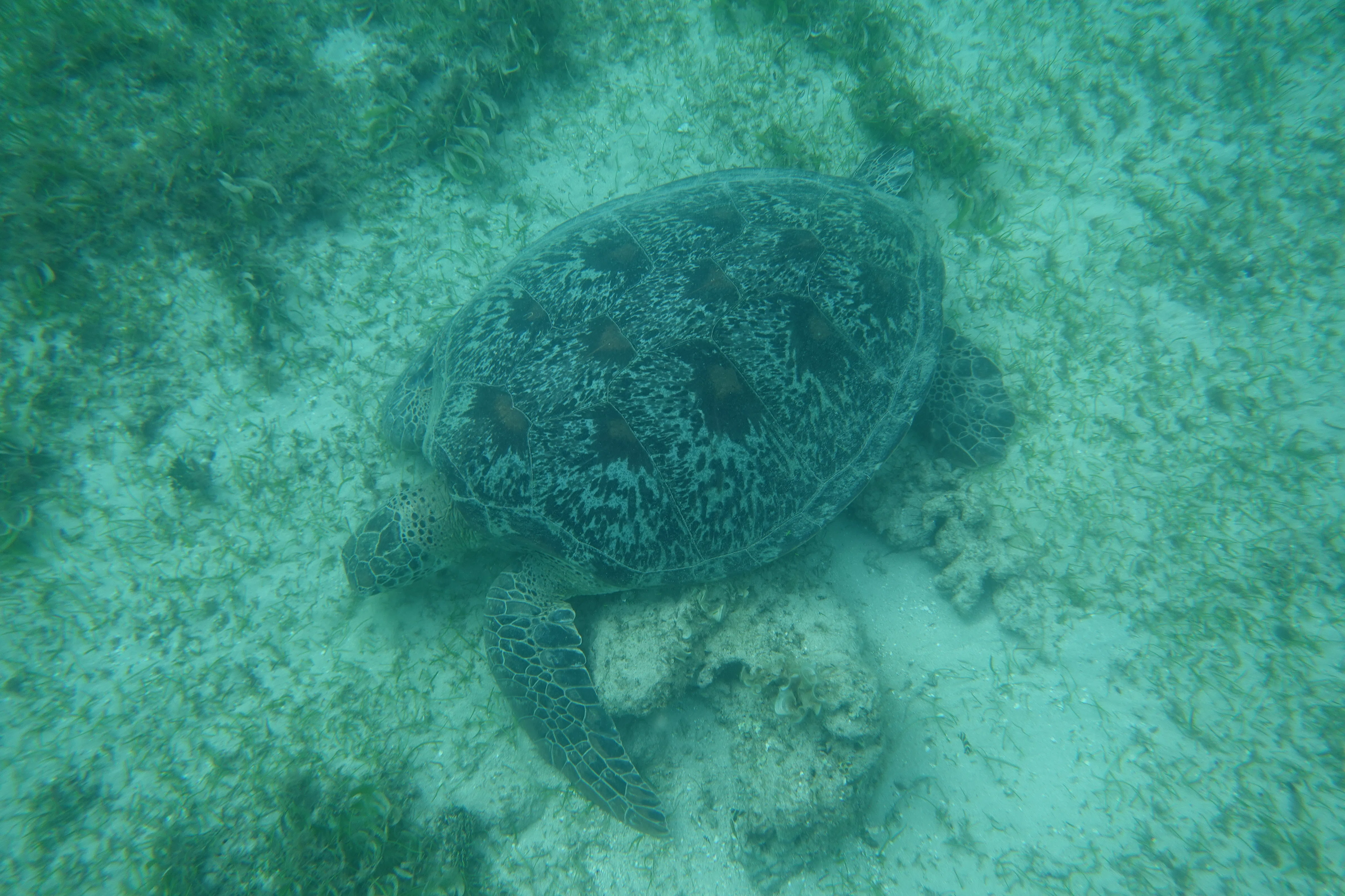 青海亀のオイル1リットル10000円 野生生物の宝庫マダガスカルを巡る旅 