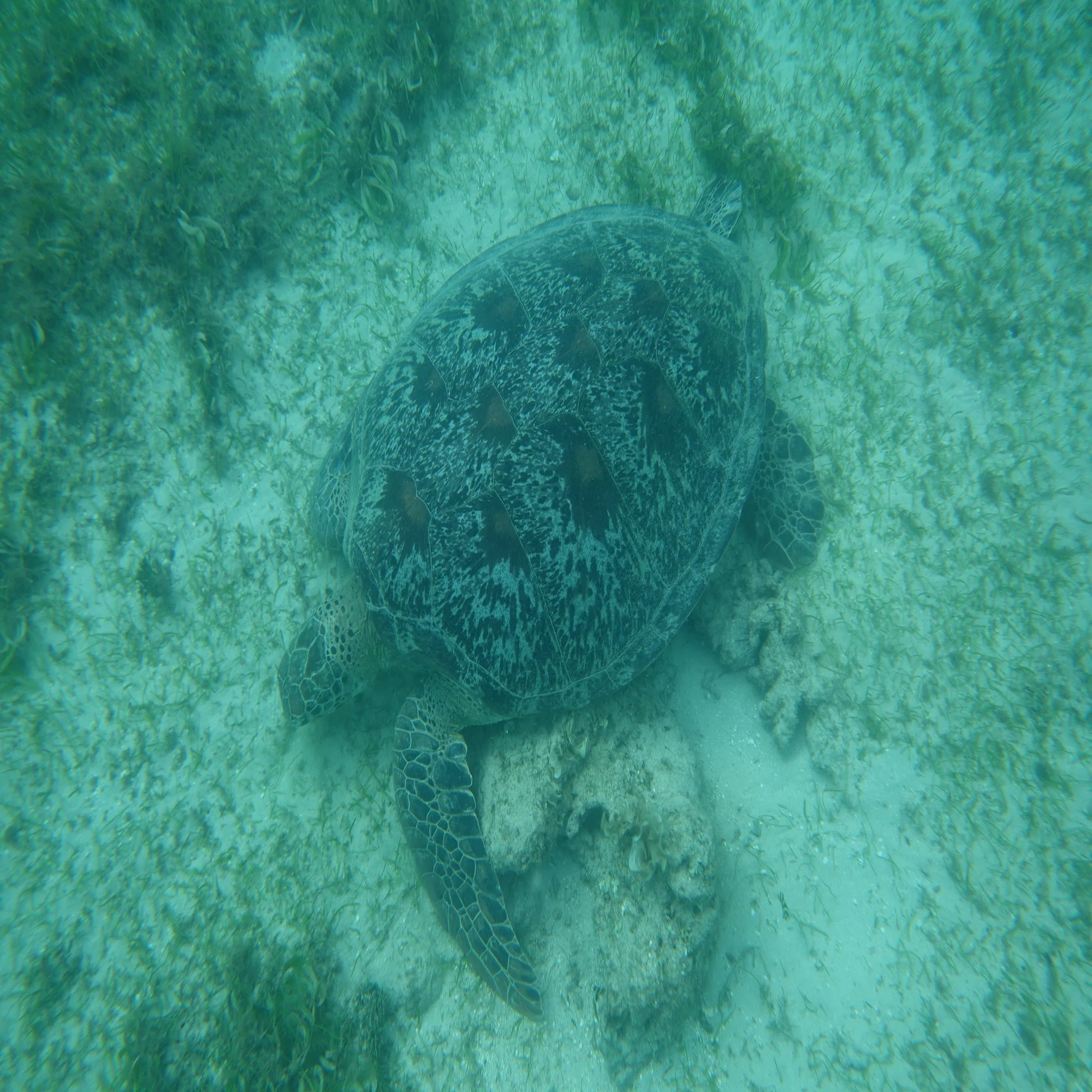 野生生物の宝庫マダガスカルを巡る旅 ⑪｜Que sera sera