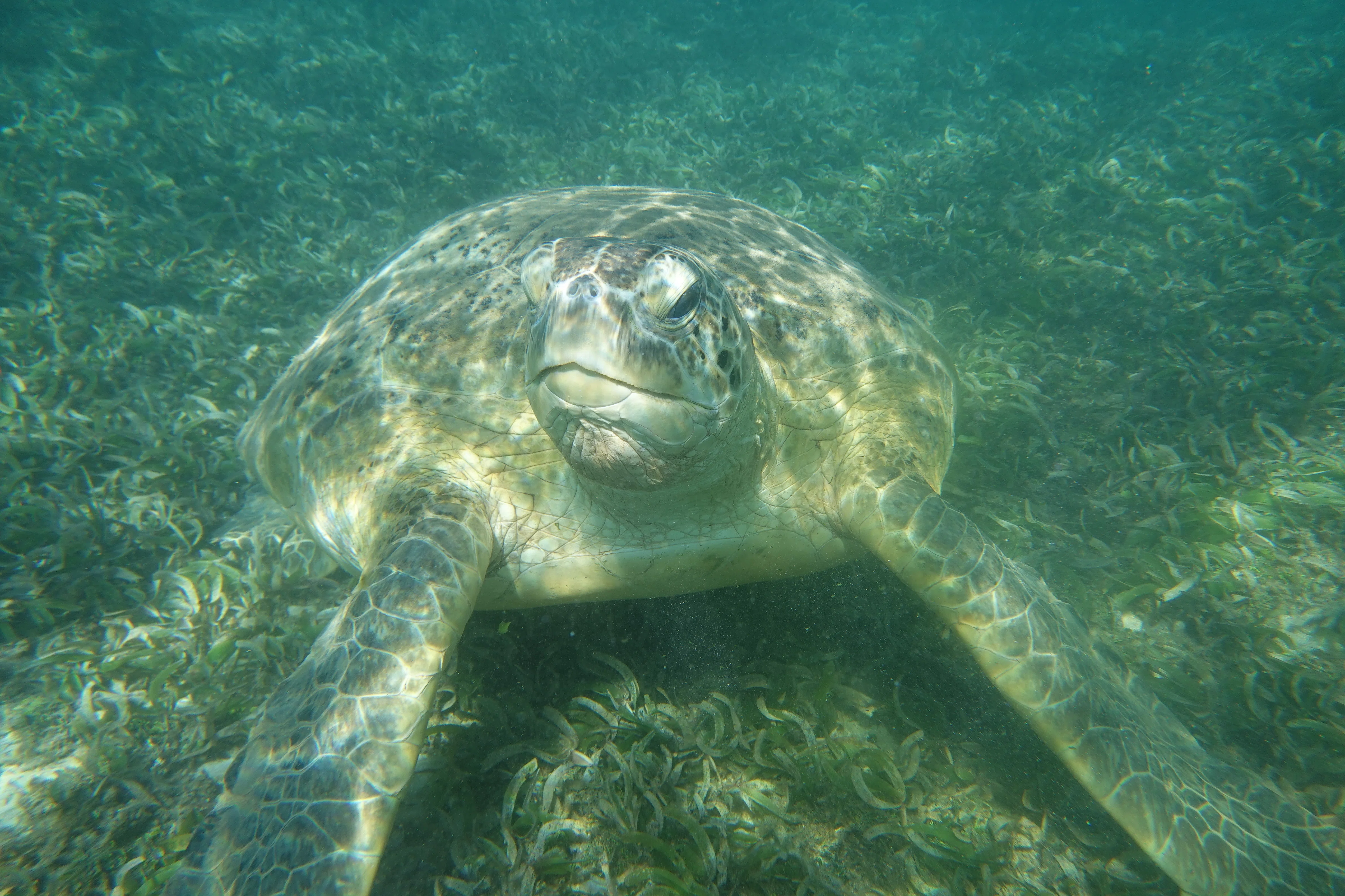 青海亀のオイル1リットル10000円 野生生物の宝庫マダガスカルを巡る旅 