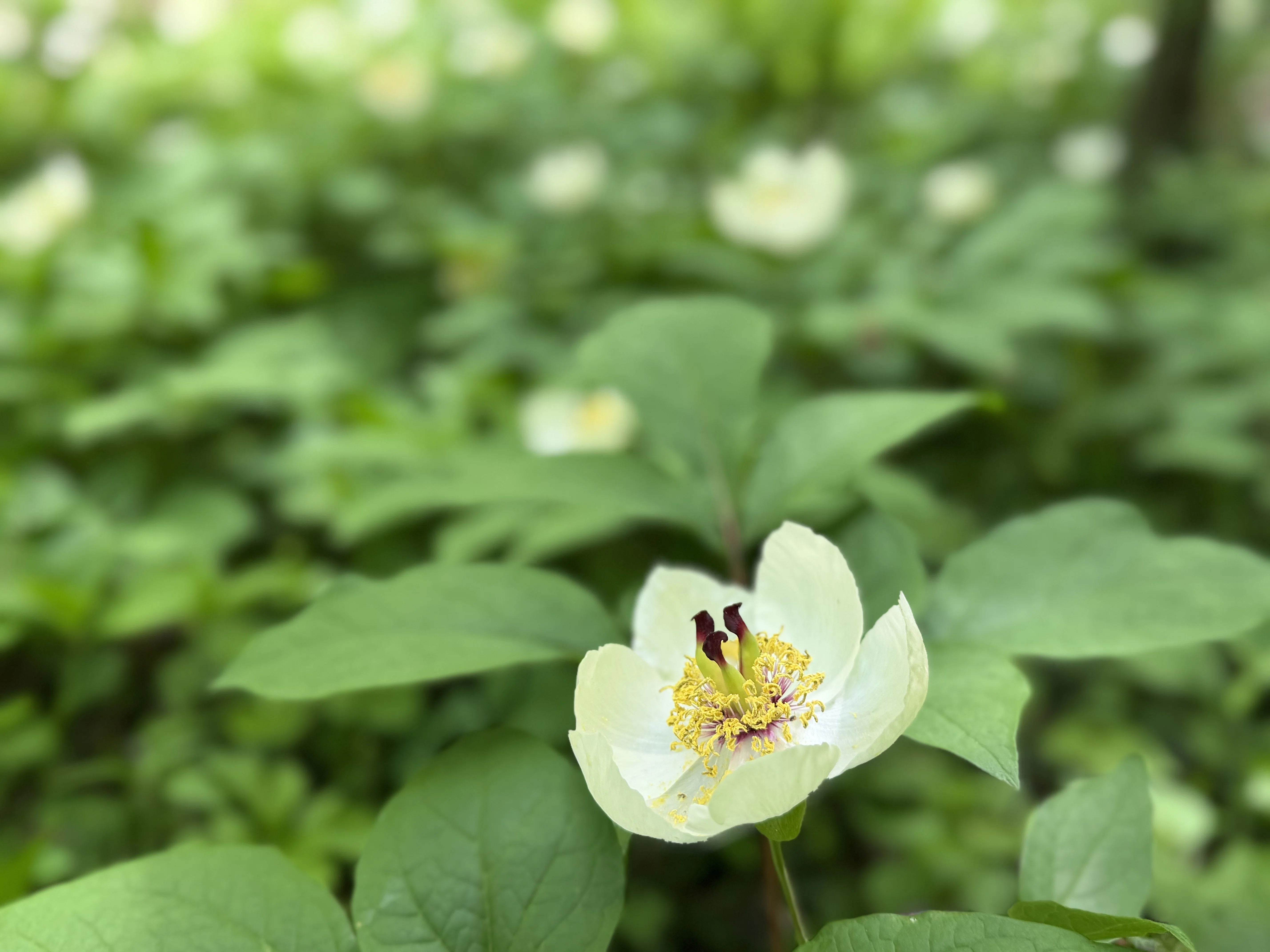 十種ヶ峰の山芍薬＆弟見山のカタクリを見に♬｜ラリーグラス