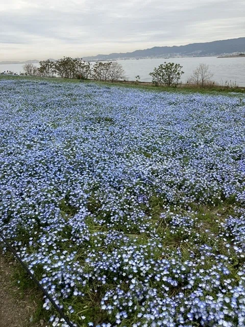 Nemophila in Full Bloom at Osaka Maishima! Indulge in a Superb