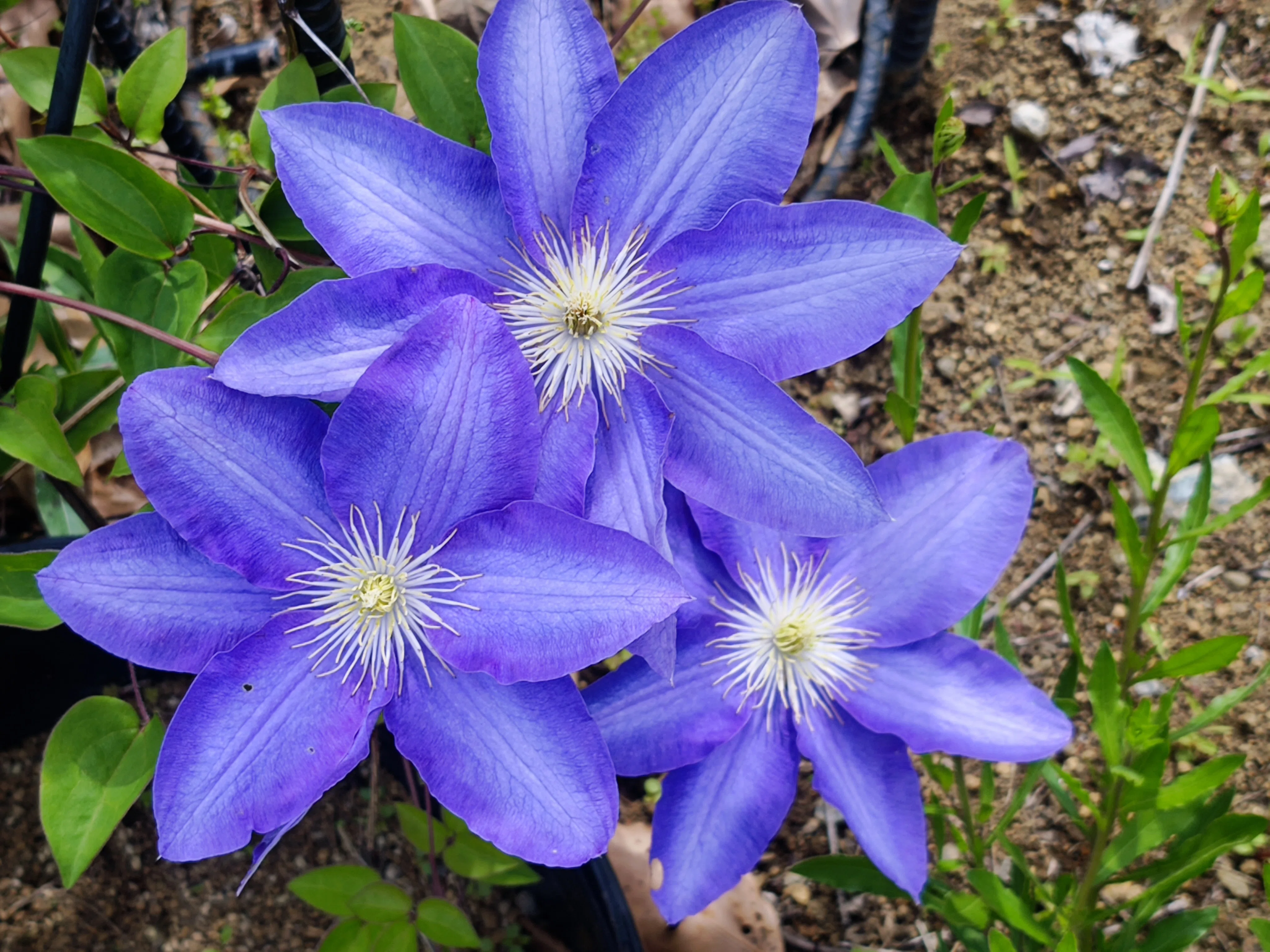 2026.04.26 神奈川県平塚花菜ガーデン｜Dia