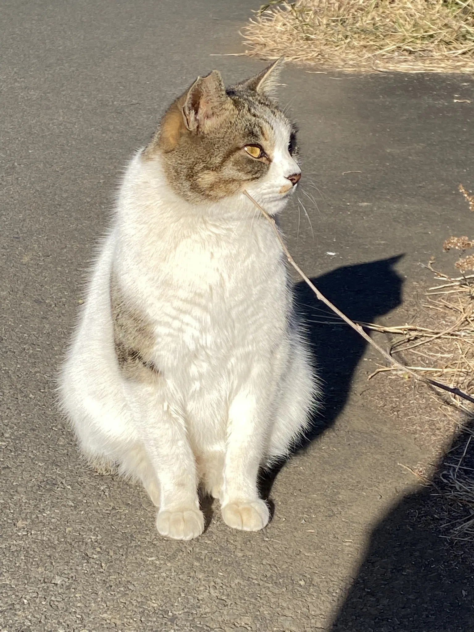 野良猫？｜hifumina
