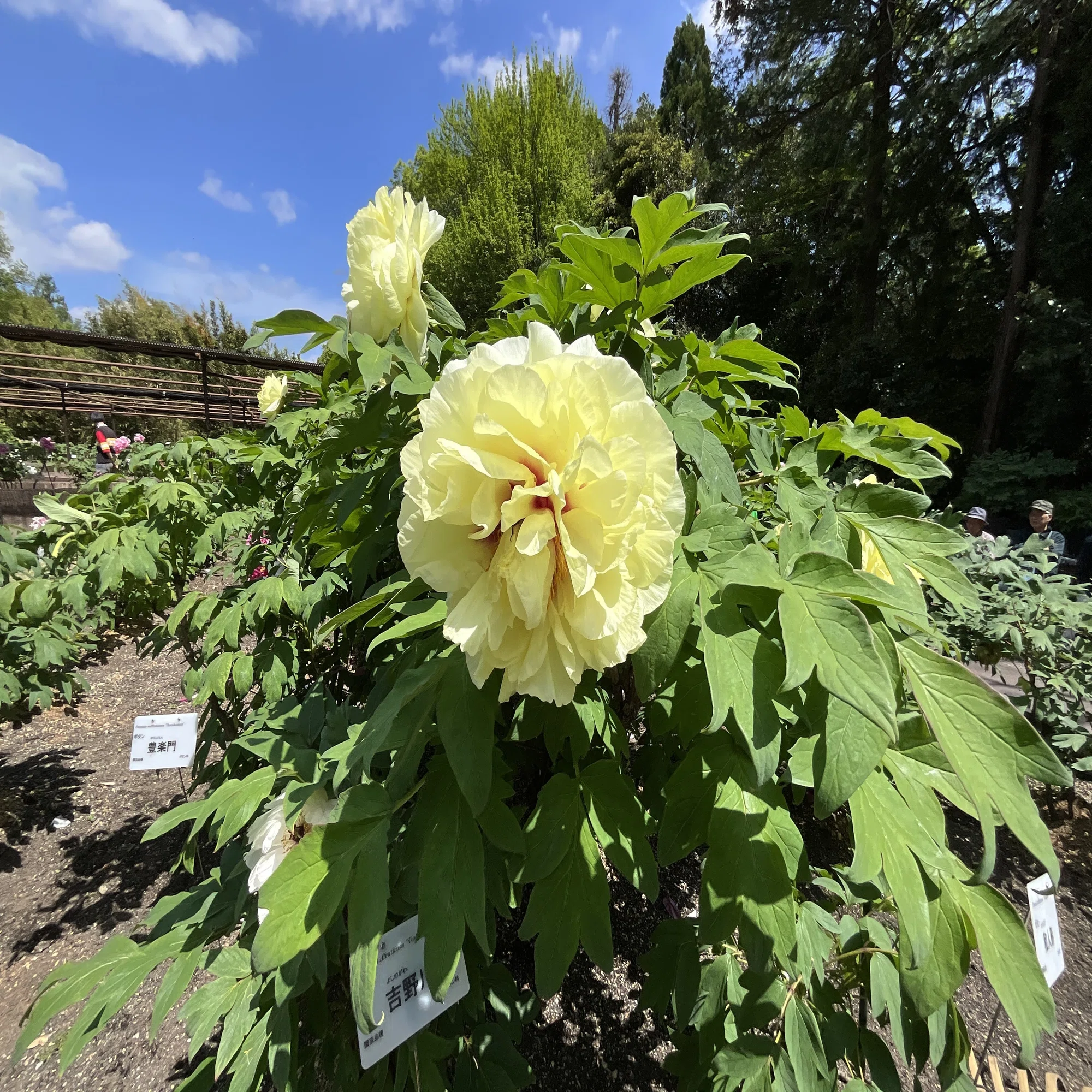 ボタンの和人形（京都府立植物園）：2026年4月27日（月）｜藤井秀昭 