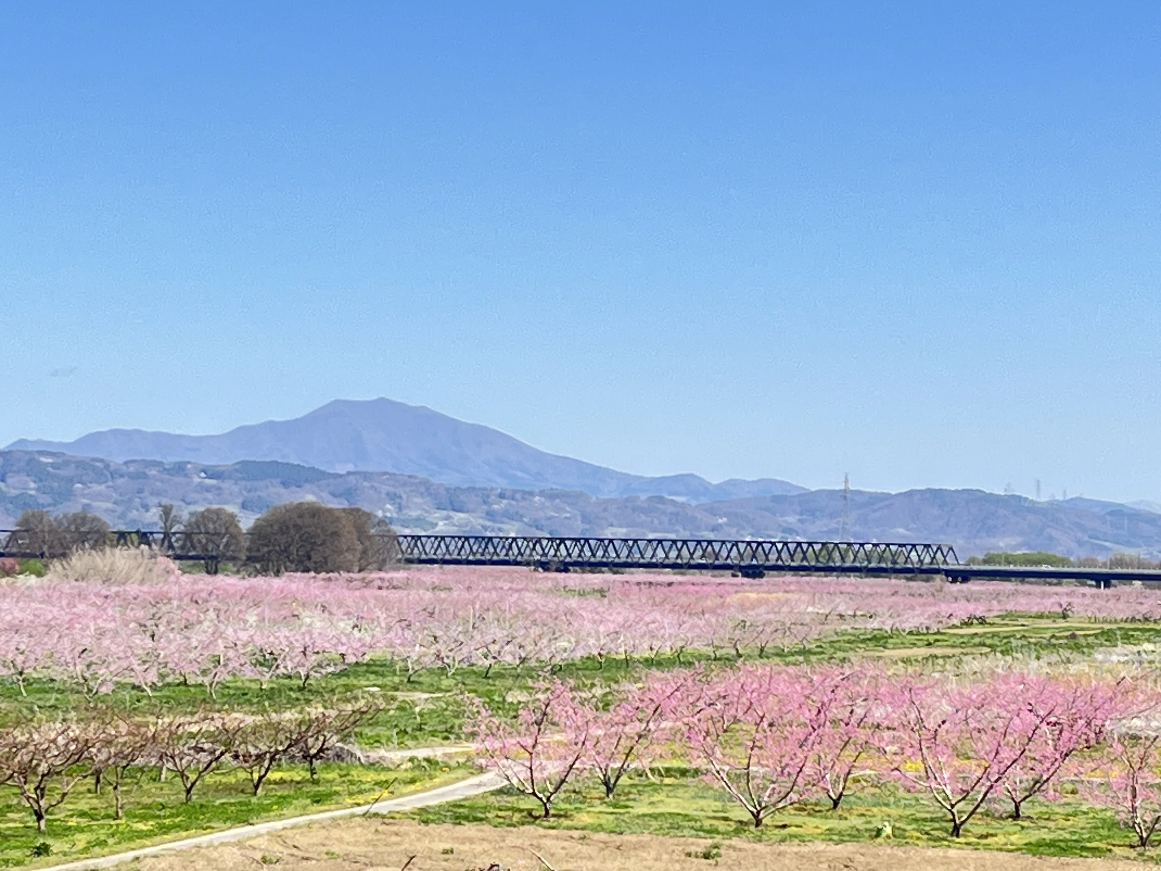 逆境を乗り越え、未来を紡ぐ「ワッサー」〜須坂市発、奇跡のフルーツに