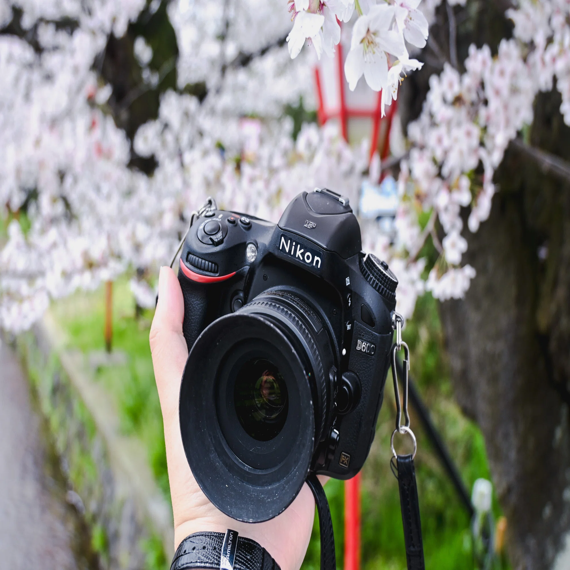 Nikon】D600と35mm f1.8でお花見｜もんぶらん