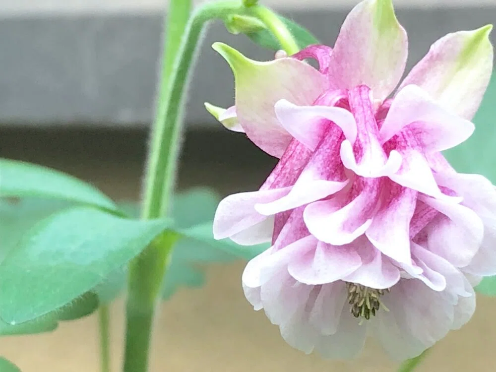 この色のオダマキが咲きます 種です オダマキが咲き始めました。｜きょんた