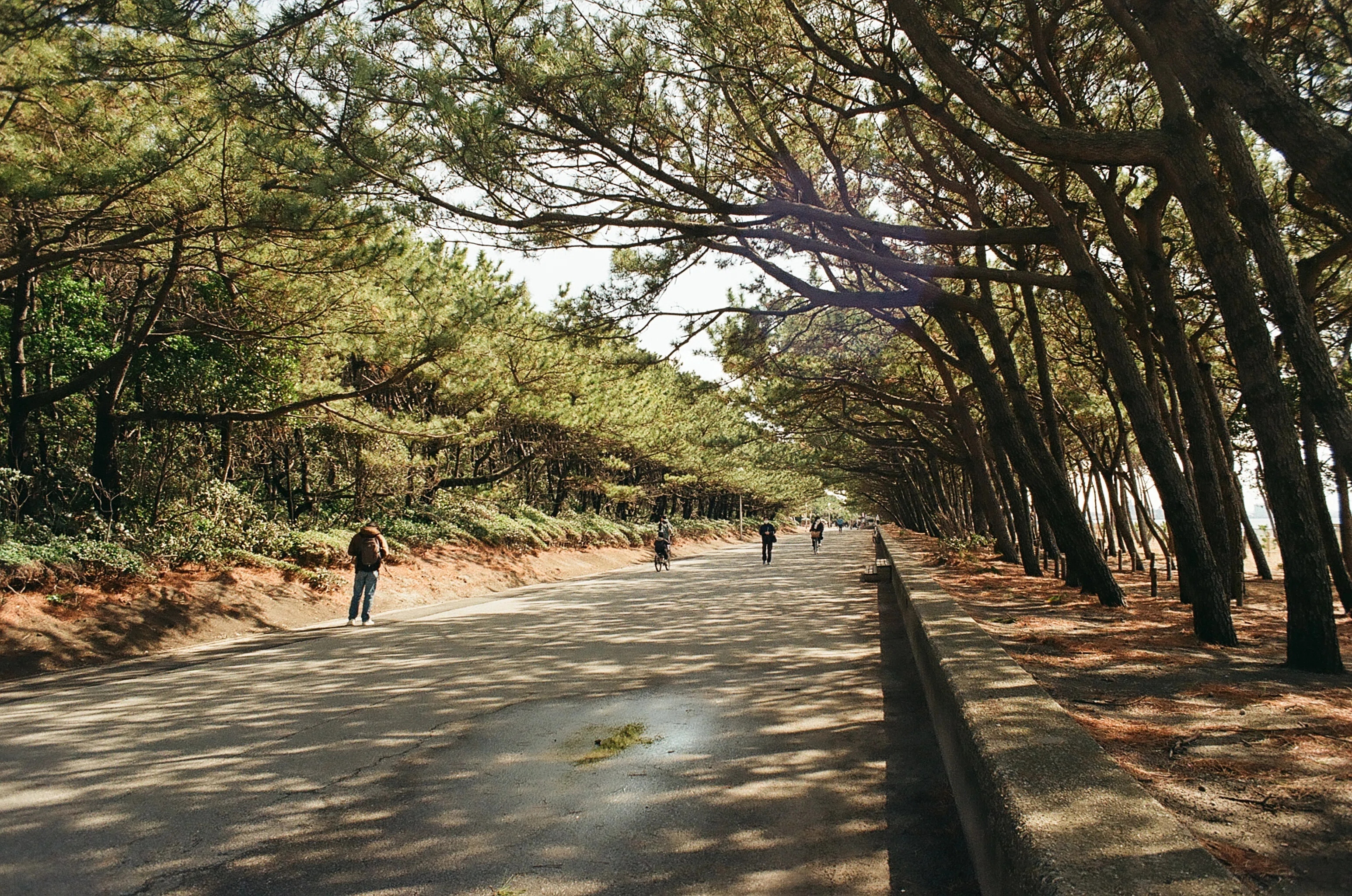 60．YASHICA DSBレンズとDS-Mレンズ＜レンズ＞｜神成