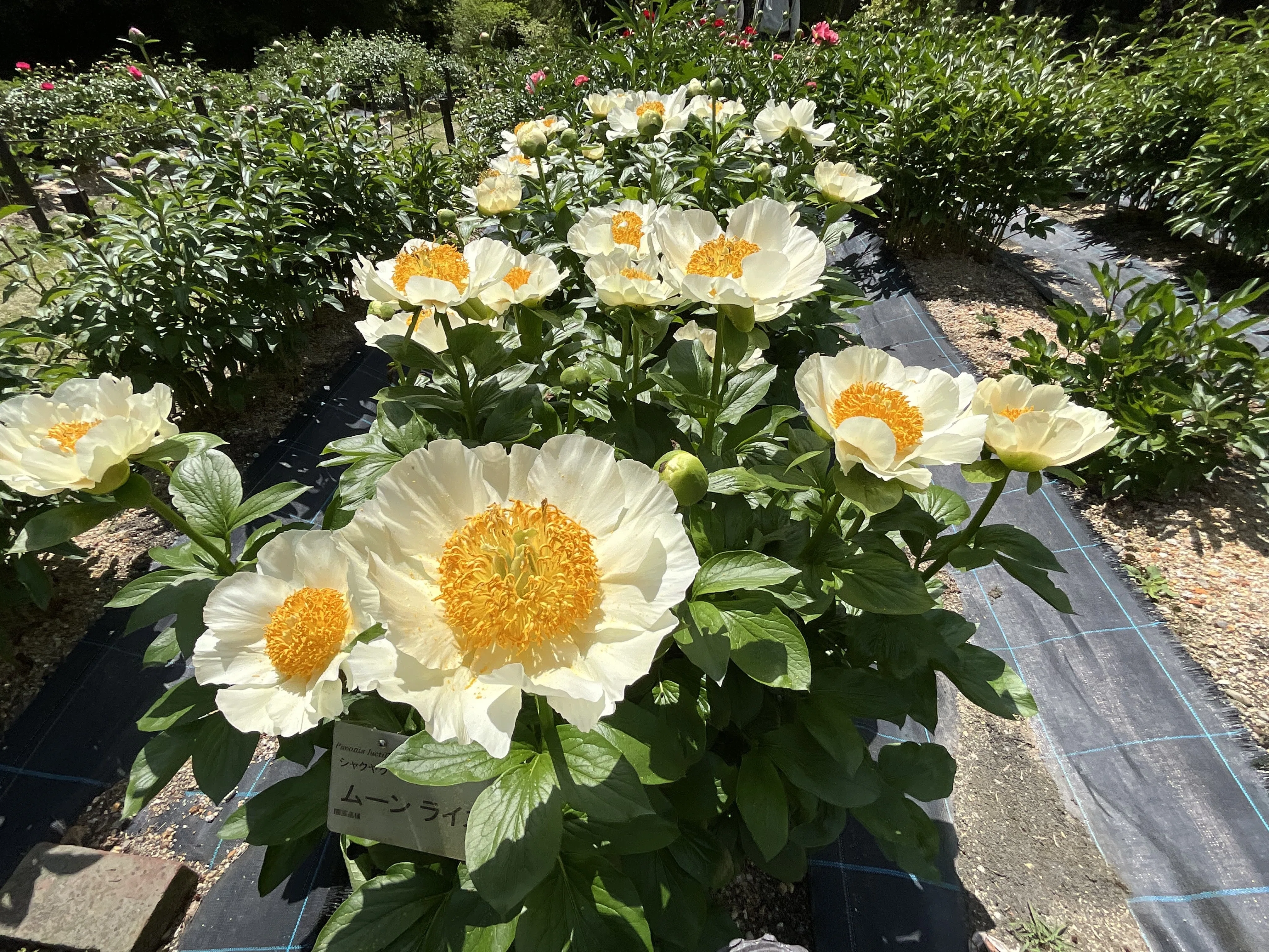 ムーンライズ（京都府立植物園）：2026年4月27日（月）｜藤井秀昭