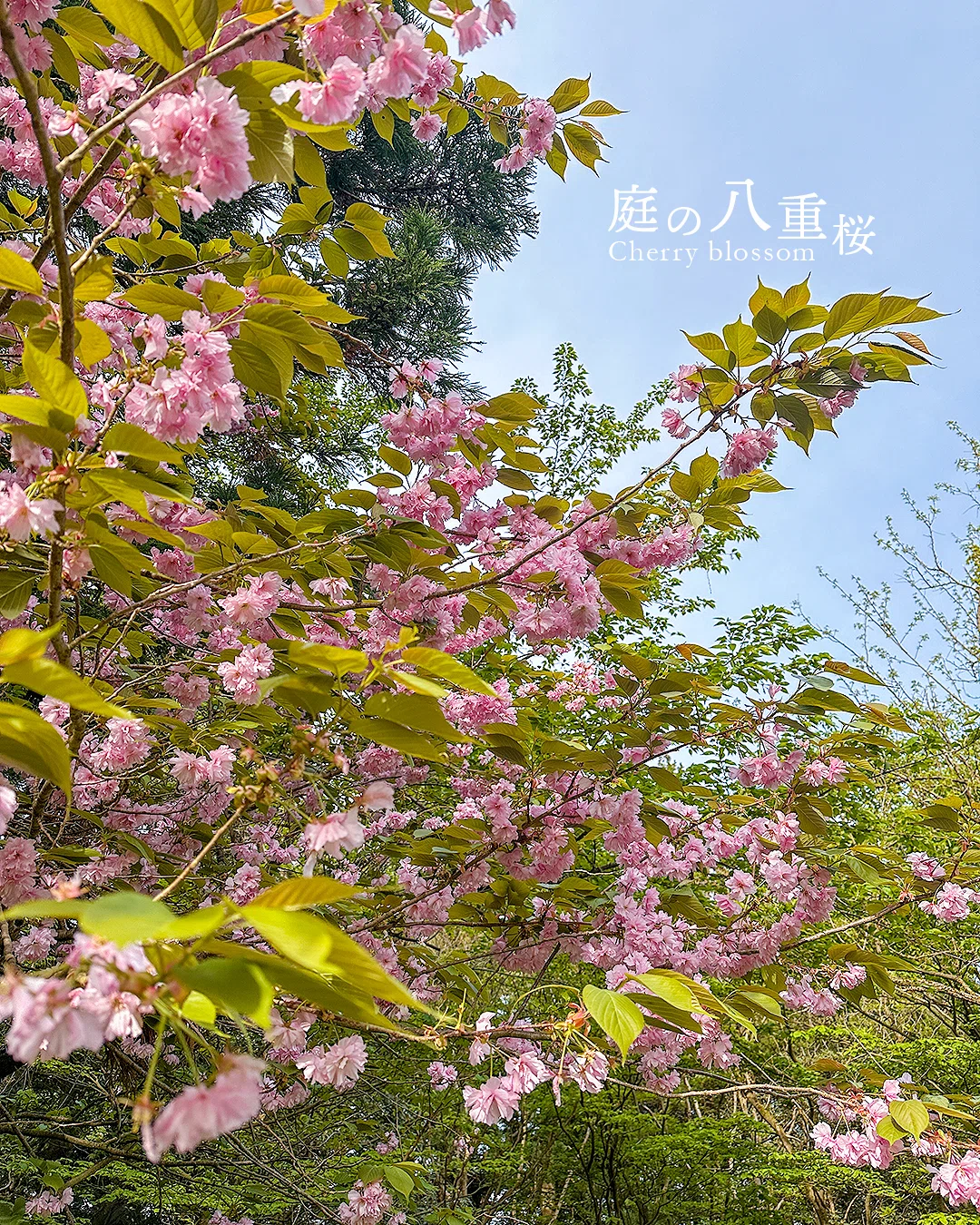 桜餅が、お酒になった。｜ふるさとがしのばれる宿 角屋旅館