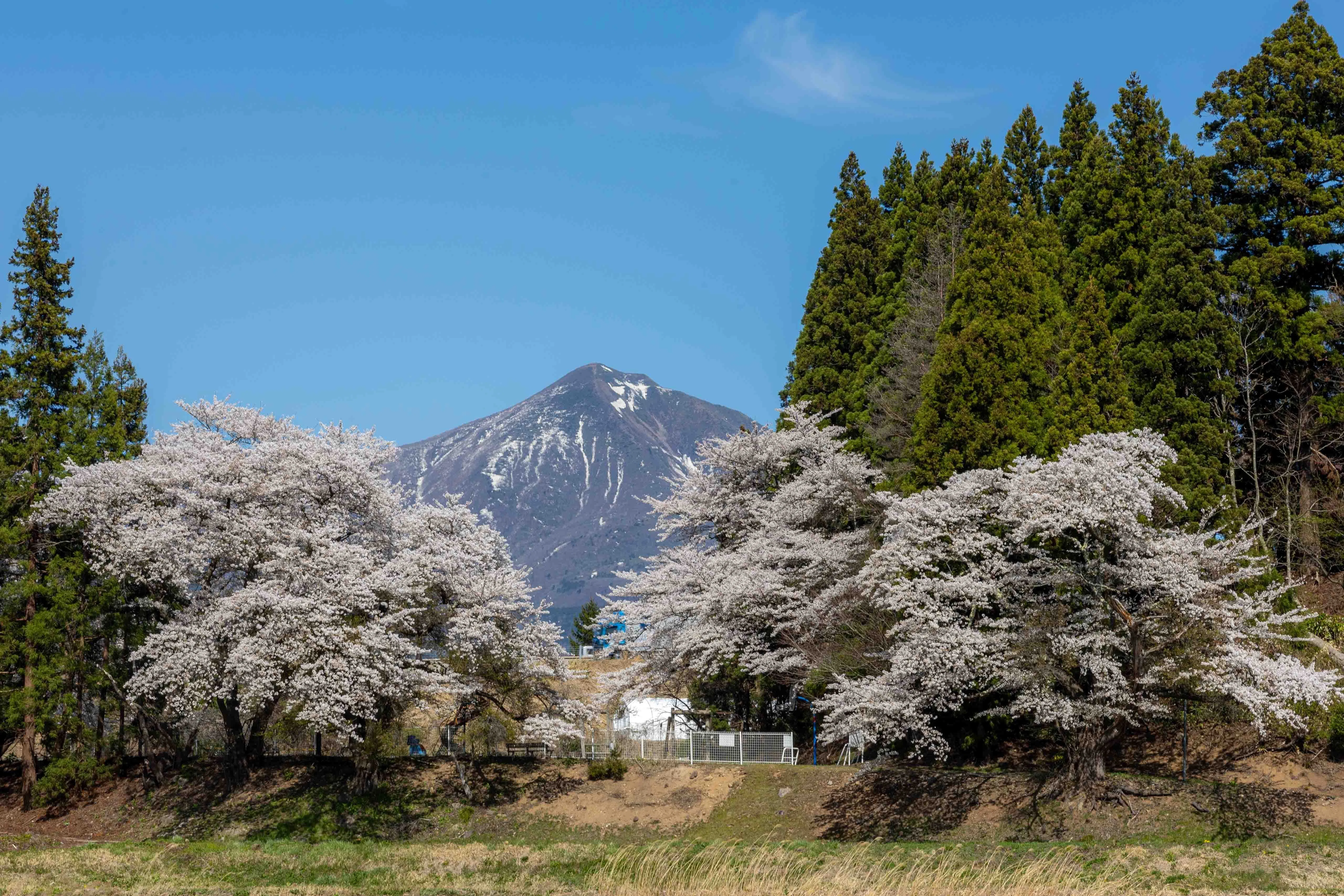 桜探訪🌸～八田地区～その1】｜河東地域づくり委員会