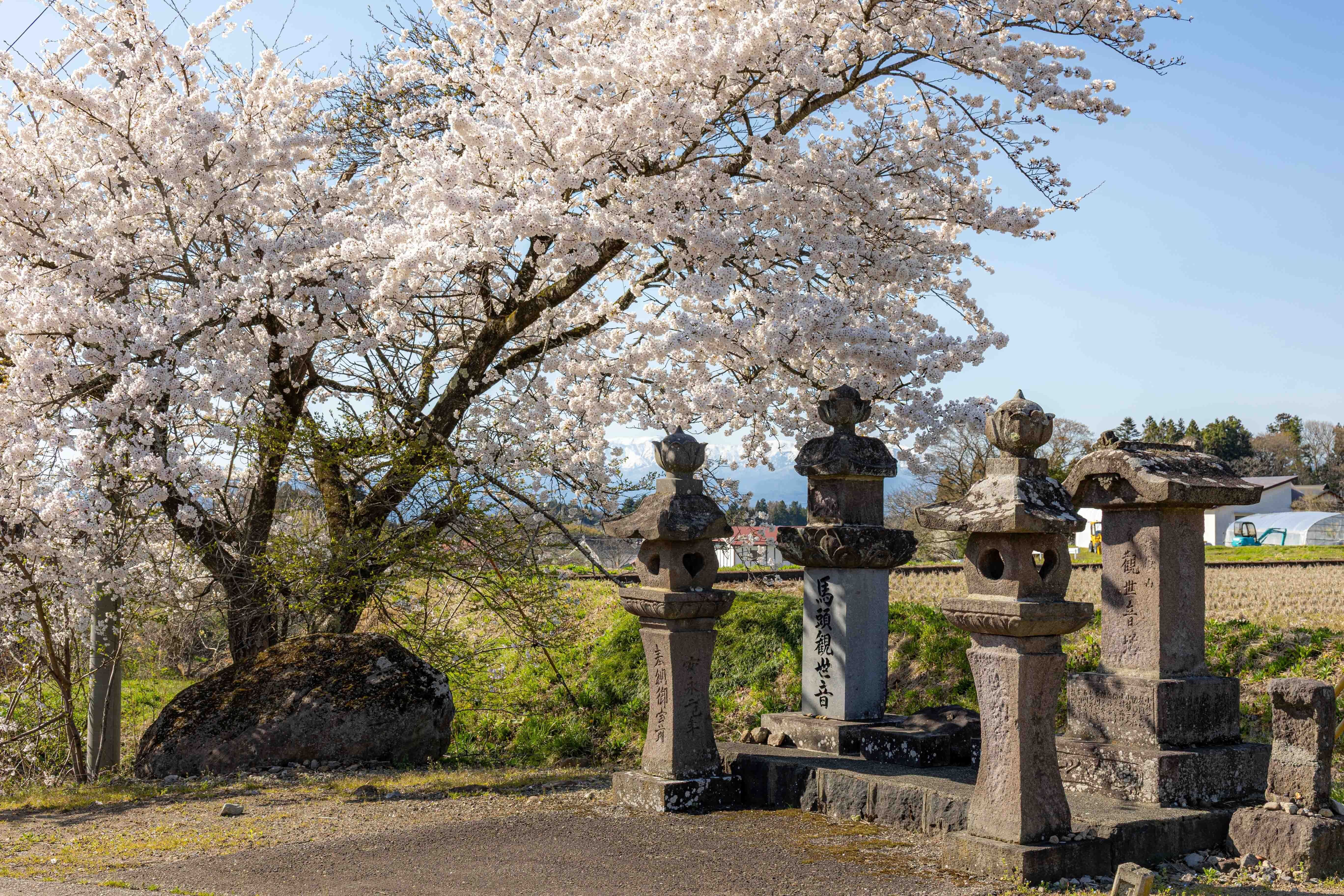 桜探訪🌸～八田地区～その1】｜河東地域づくり委員会