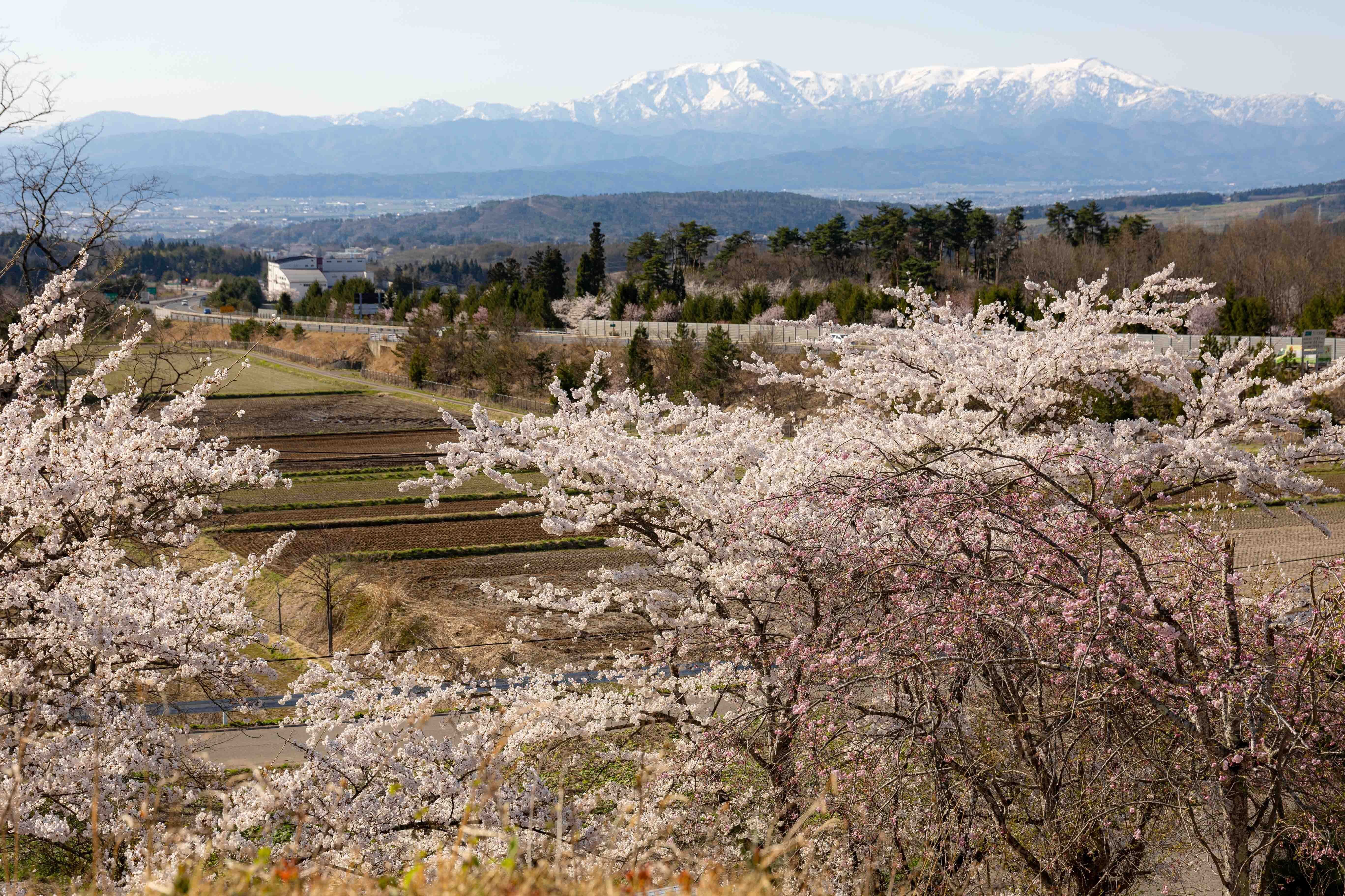 桜探訪🌸～八田地区～その1】｜河東地域づくり委員会