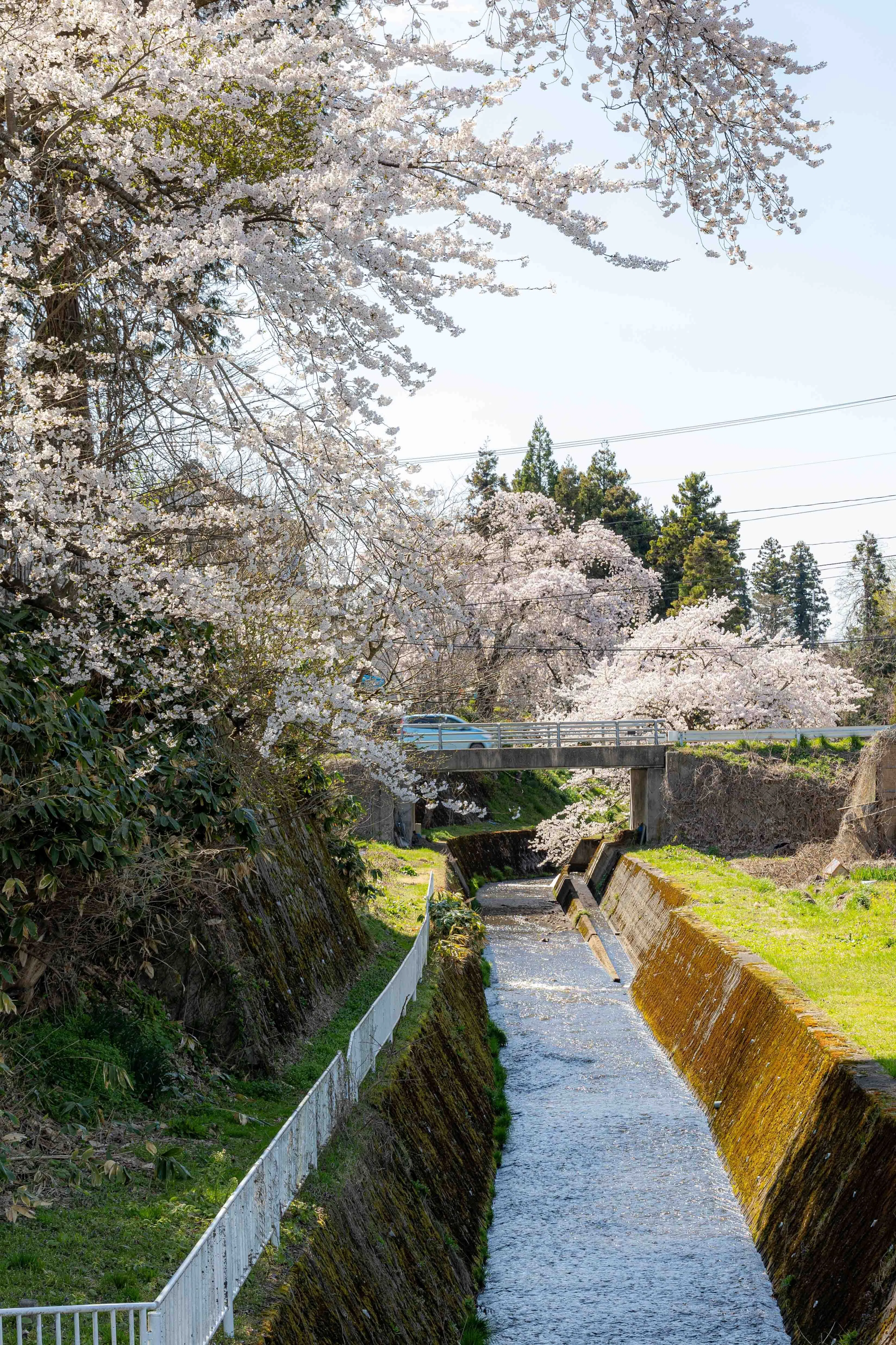 桜様 確認用 桜探訪🌸～八田地区～その2】｜河東地域づくり委員会