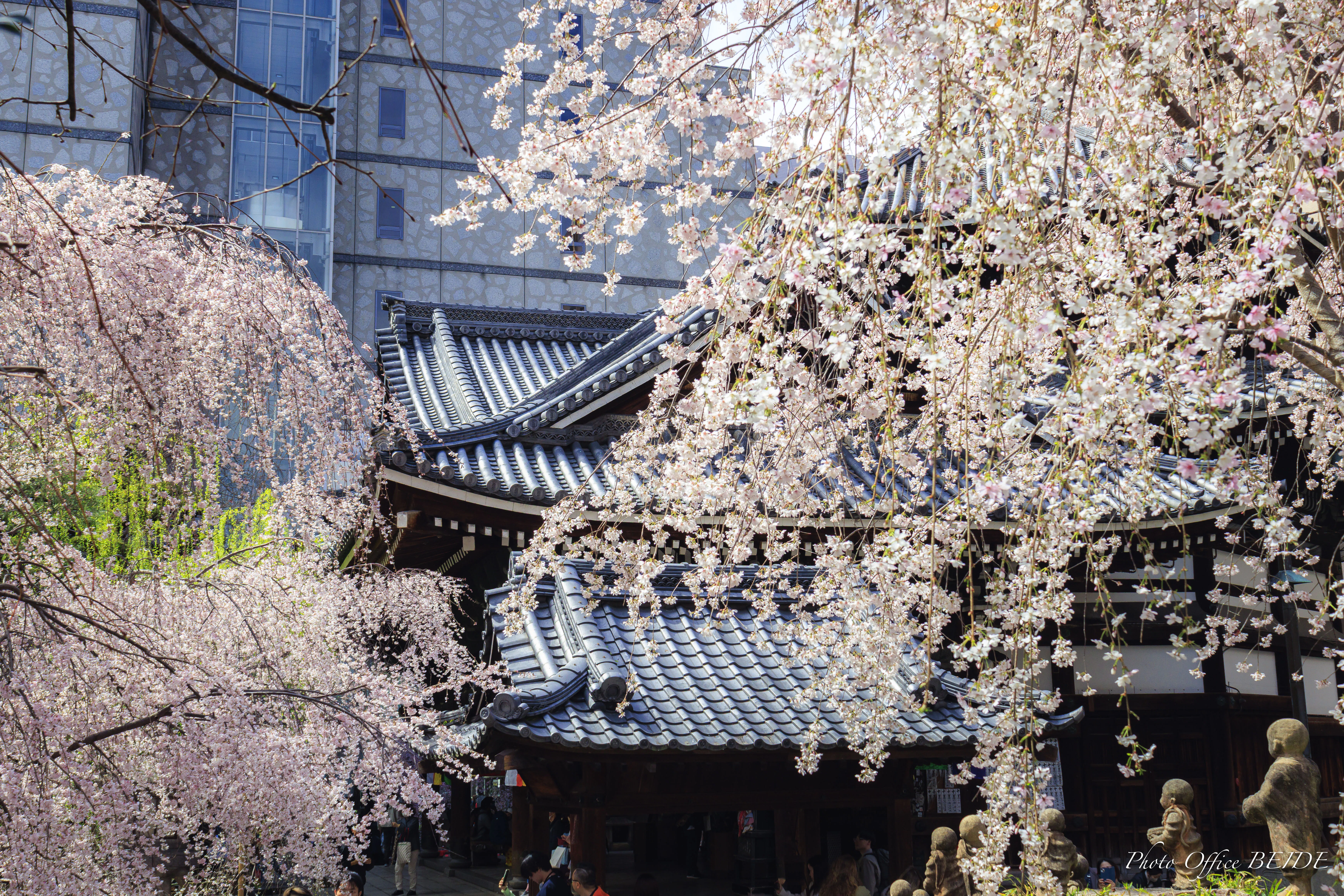 京都 六角堂 御幸桜｜Photo Office BEIDE