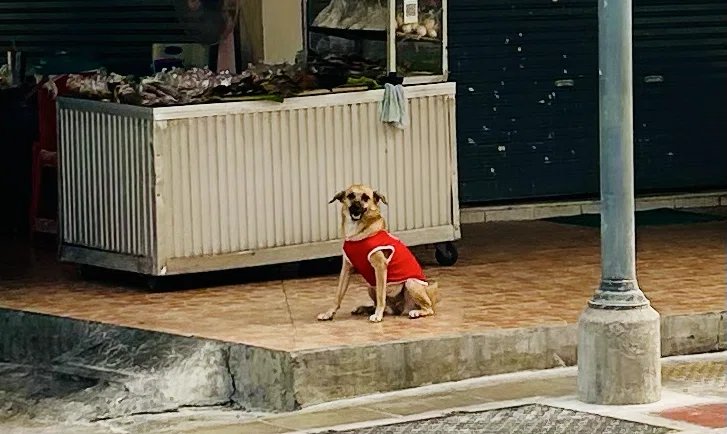 道端の犬