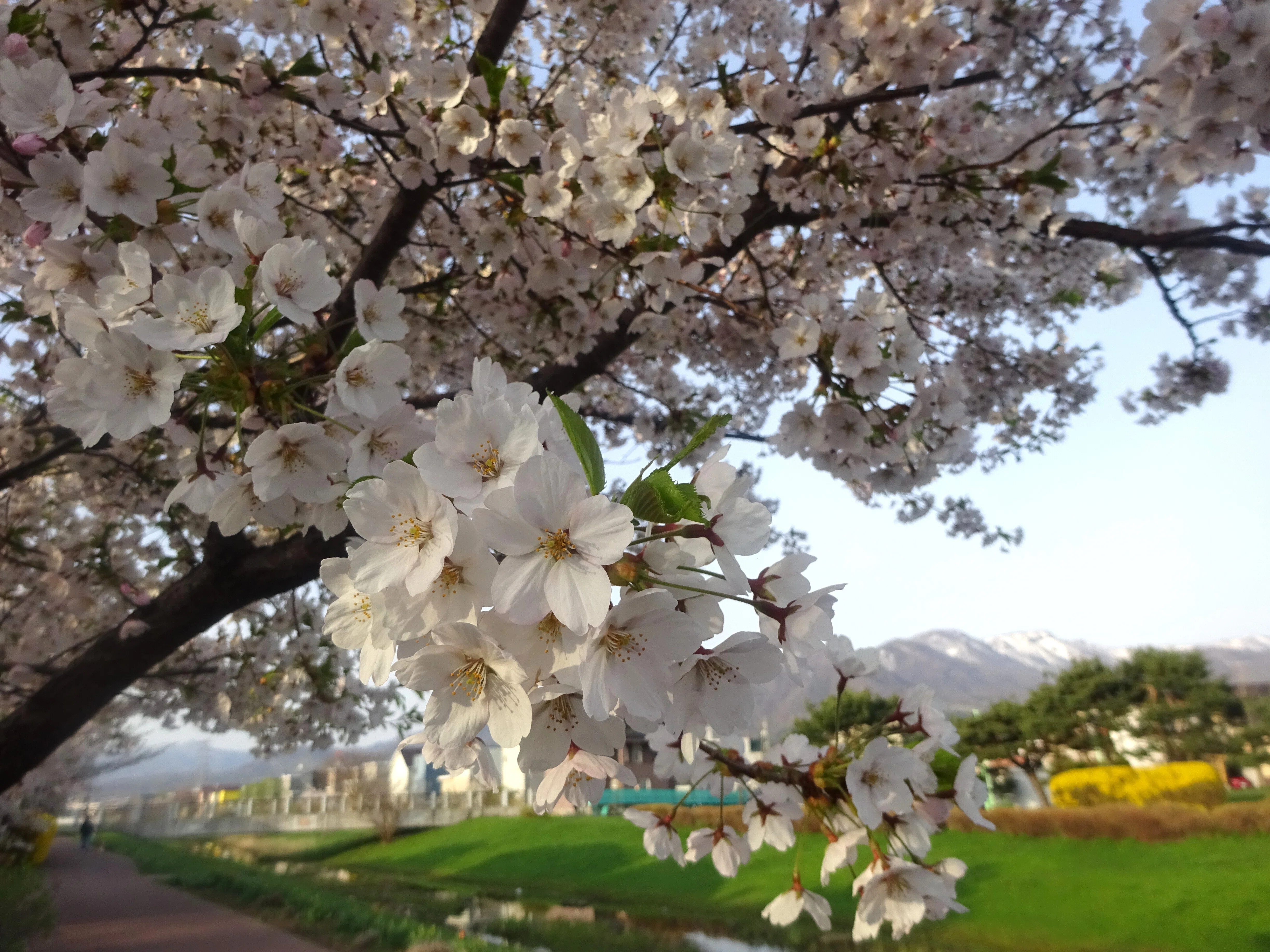 北海道さっぽろ観光案内所:桜だより 札幌市手稲区編②🌸(2026.4.27