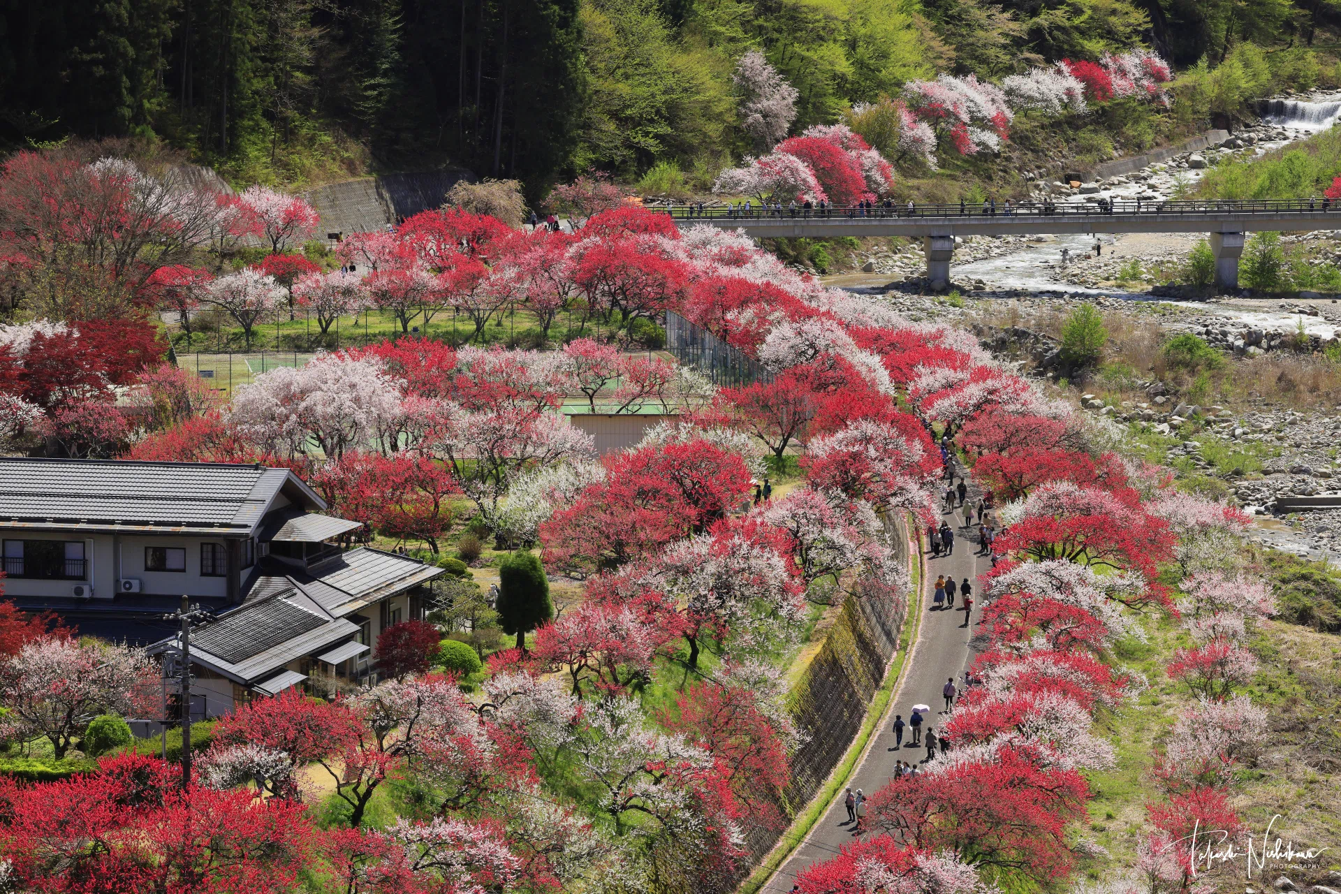 長野県阿智村の月川温泉の花桃の里｜風景写真家 西川貴之