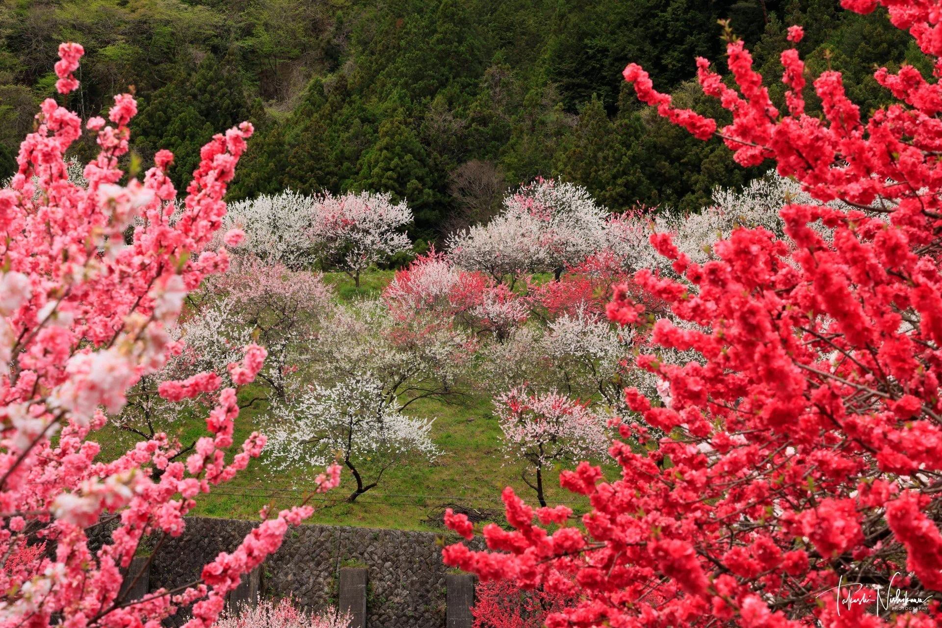 長野県阿智村の月川温泉の花桃の里｜風景写真家 西川貴之