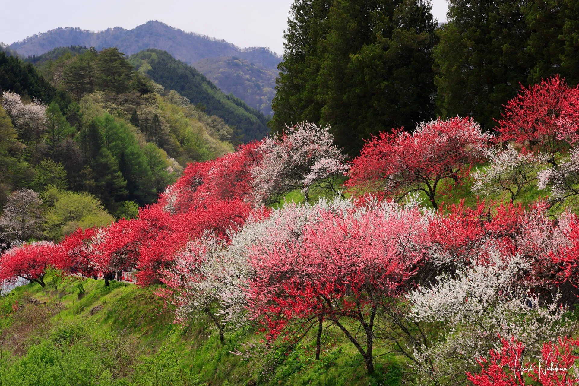 長野県阿智村の月川温泉の花桃の里｜風景写真家 西川貴之