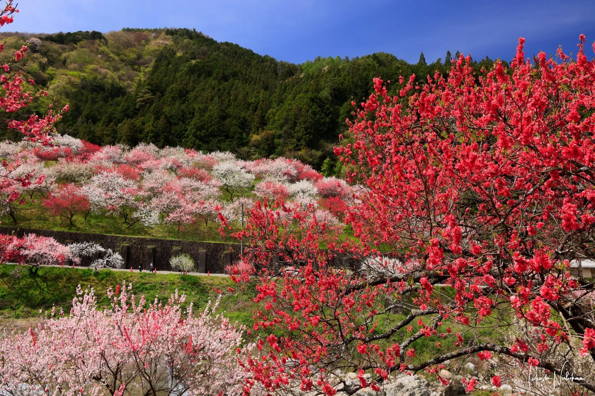 長野県阿智村の月川温泉の花桃の里｜風景写真家 西川貴之